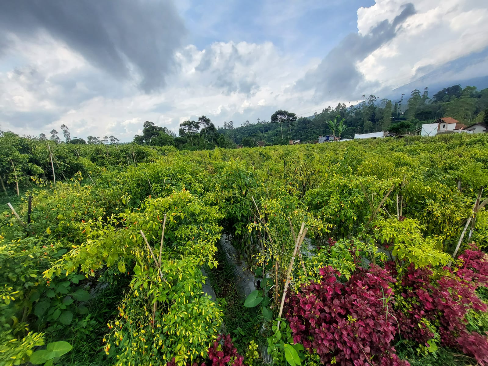 Petani cabai di wilayah Jawa Barat siap memenuhi kebutuhan cabai selama Ramadan dan Idul Fitri. 