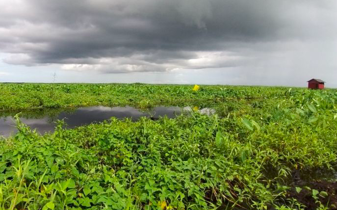 Restorasi Gambut dan Mangrove Jadi Prioritas untuk Capai Target NDC