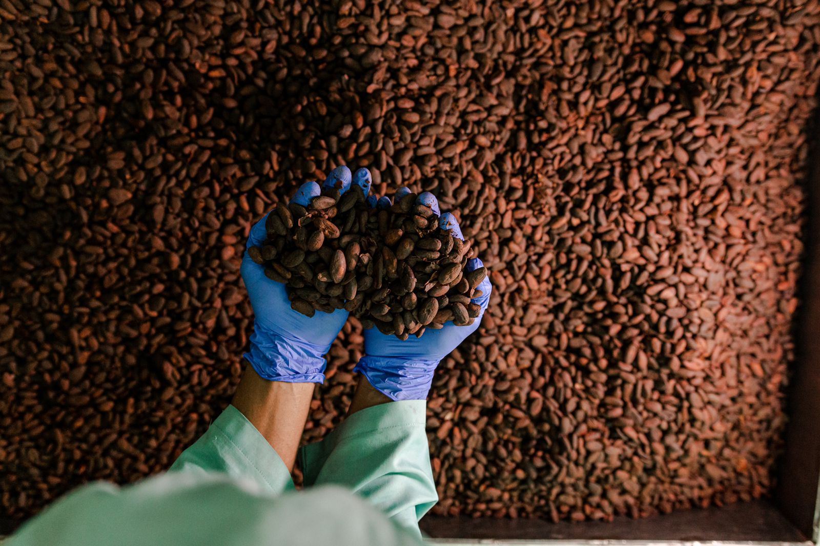 Ilustrasi biji Cokelat