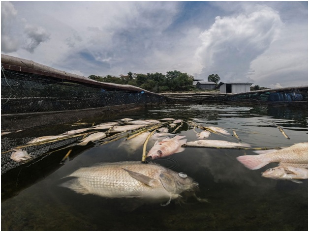 Terlihat ikan yang sakit dan mati sebelum waktunya, serta dibiarkan mengapung di kolam mereka. 