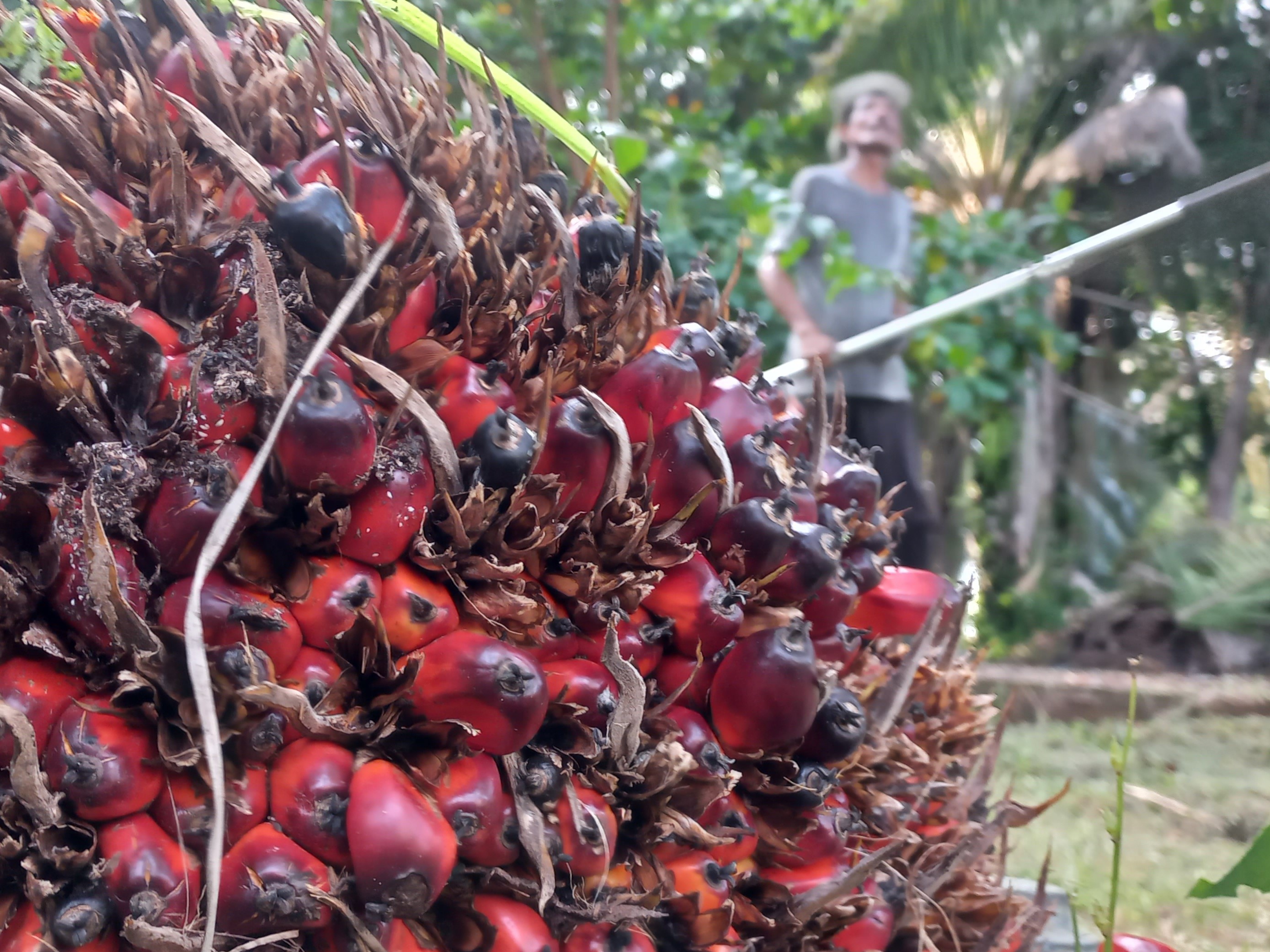 Pekerja sedang beraktivitas di kebun sawit kawasan Kabupaten Pidie, Provinsi Aceh, beberapa waktu lalu.