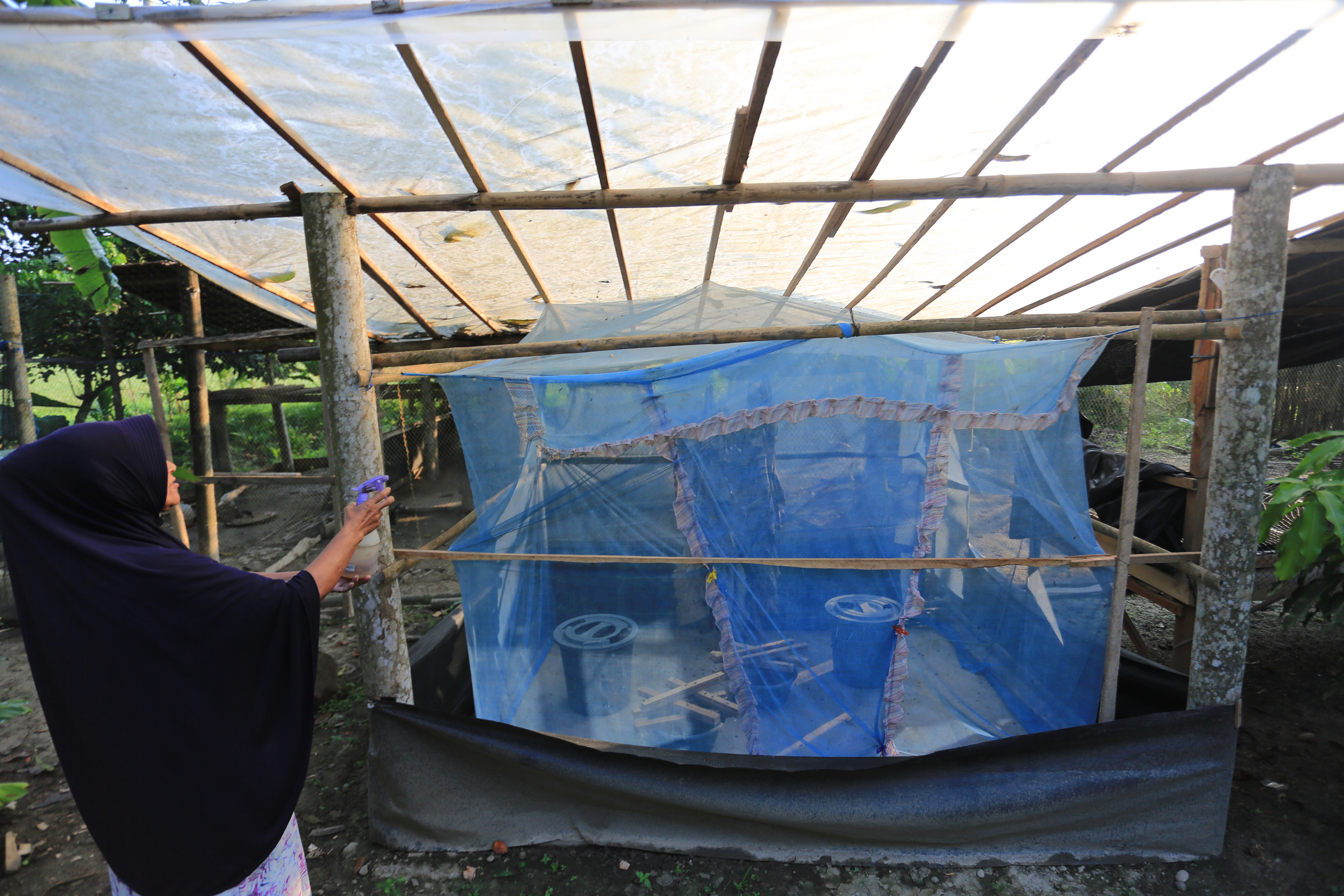 BUDI DAYA ULAT MAGGOT RUMAHAN DI ACEH.