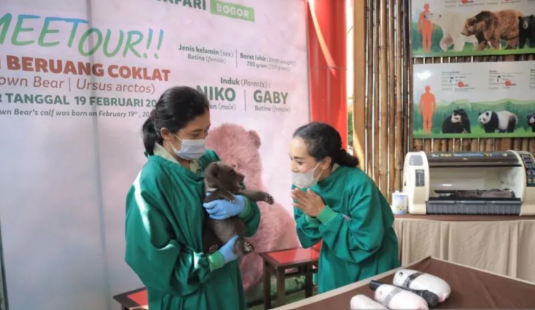 Perawat sedang menunjukkan cara perawatan bayi beruang coklat baru hasil pengembangbiakkan Lembaga Konservasi TSI Bogor. 
