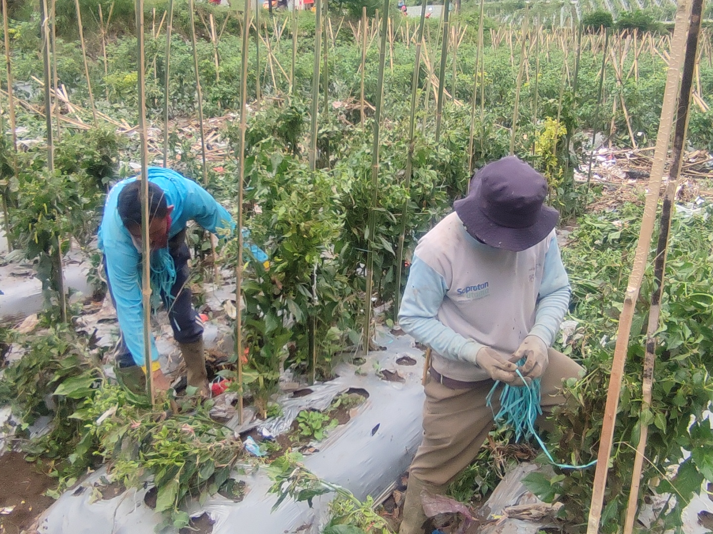 Petani di Kampung Ciputri, Desa Langensari, Lembang, memperbaiki pohon cabai yang rusak diterjang banjir bandang, Senin (4/4).