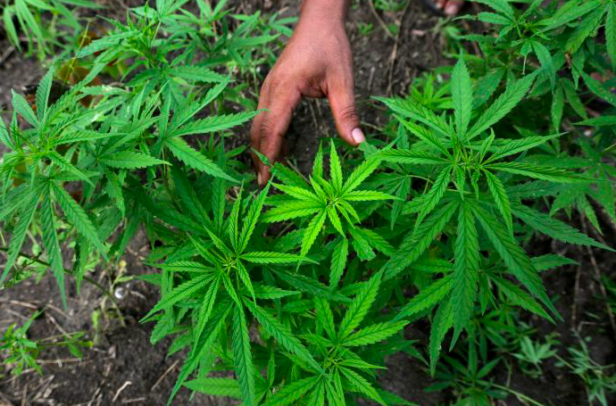 Ilustrasi - Daun ganja