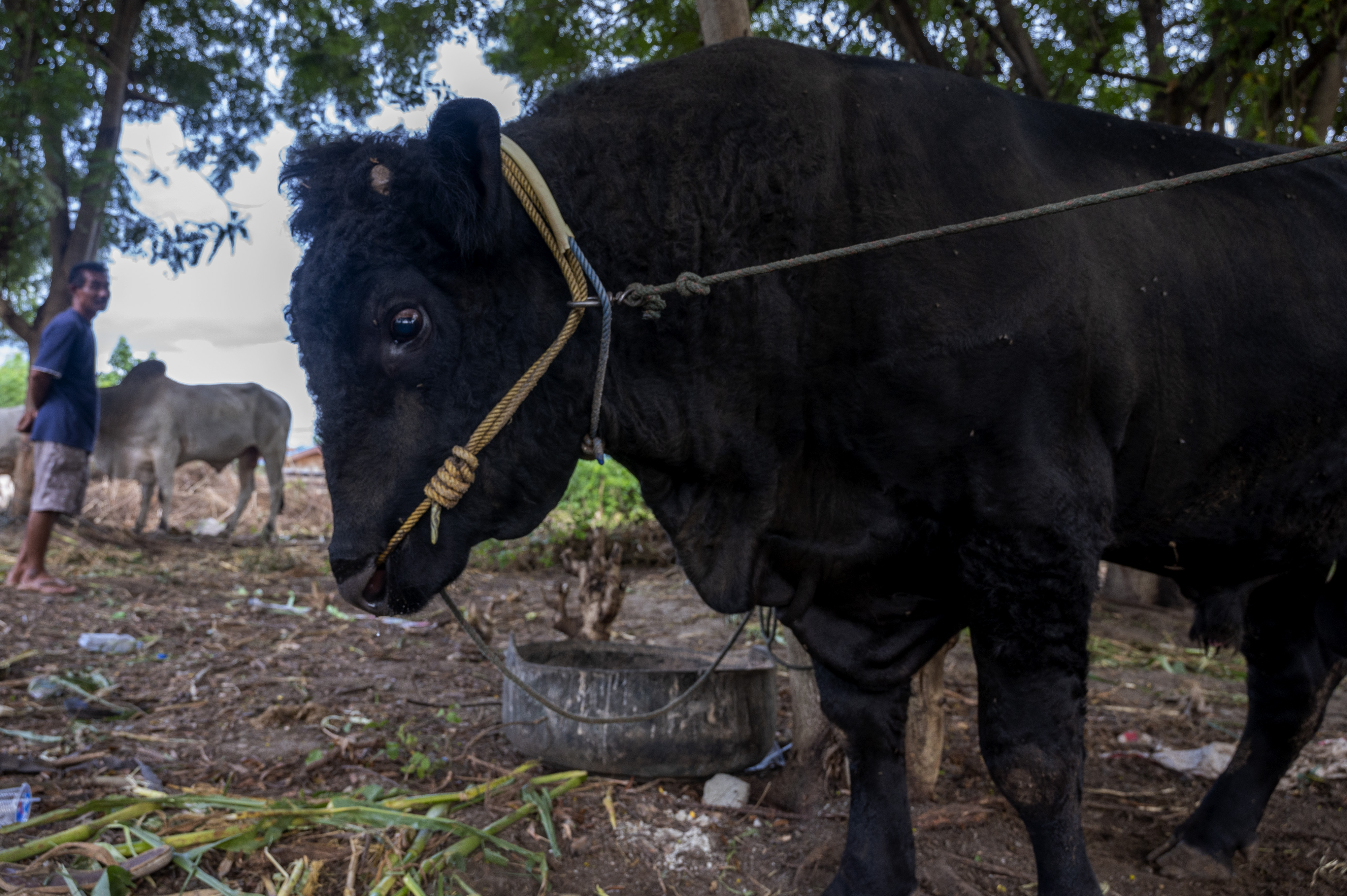 Peternak di Palu Antisipasi Penyakit Mulut dan Kuku dengan Vitamin dan Karantina