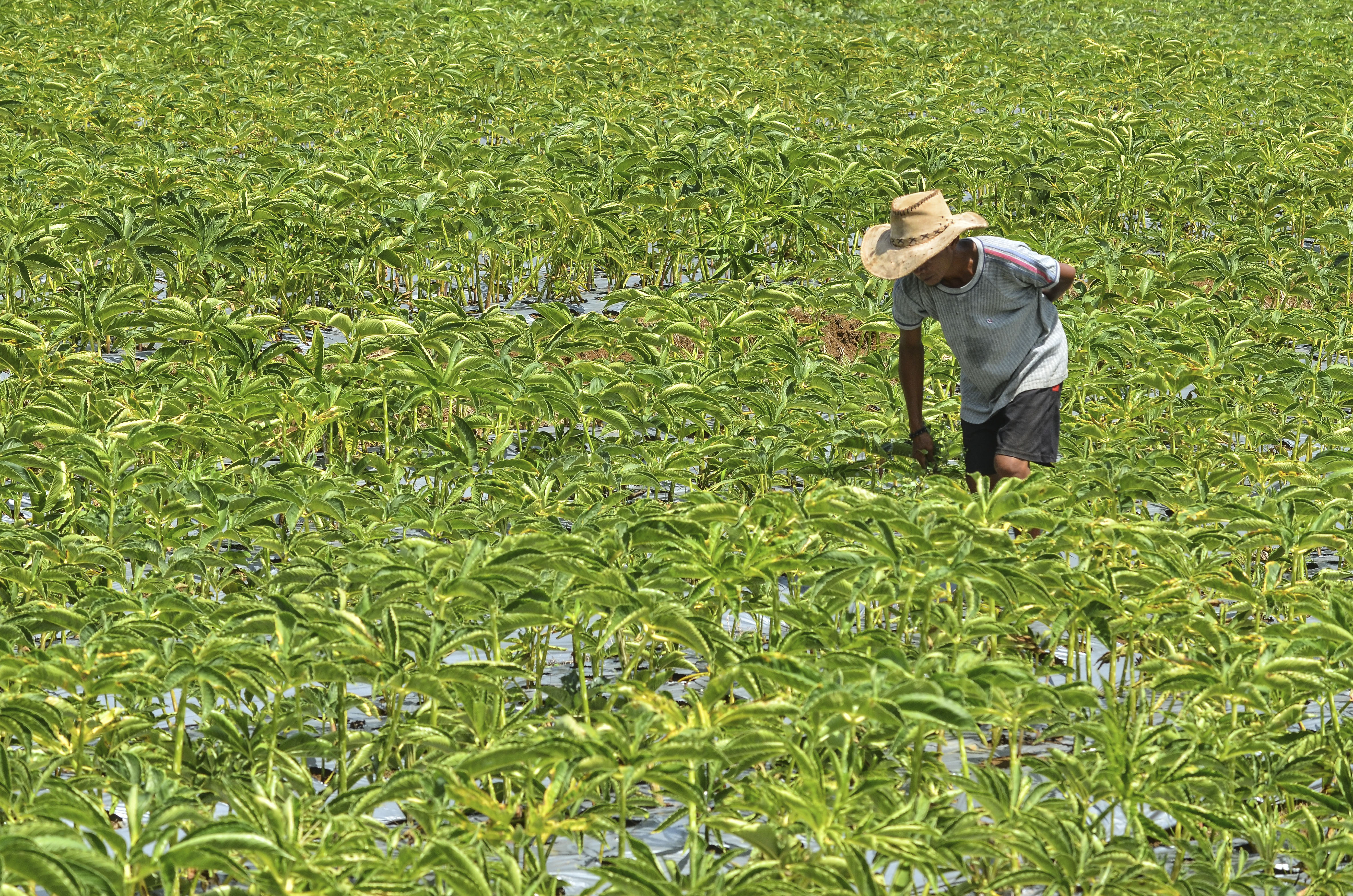 Petani merawat tanaman porang di Dusun Babakan, Desa Cikoneng, Kabupaten Ciamis, Jawa Barat. 