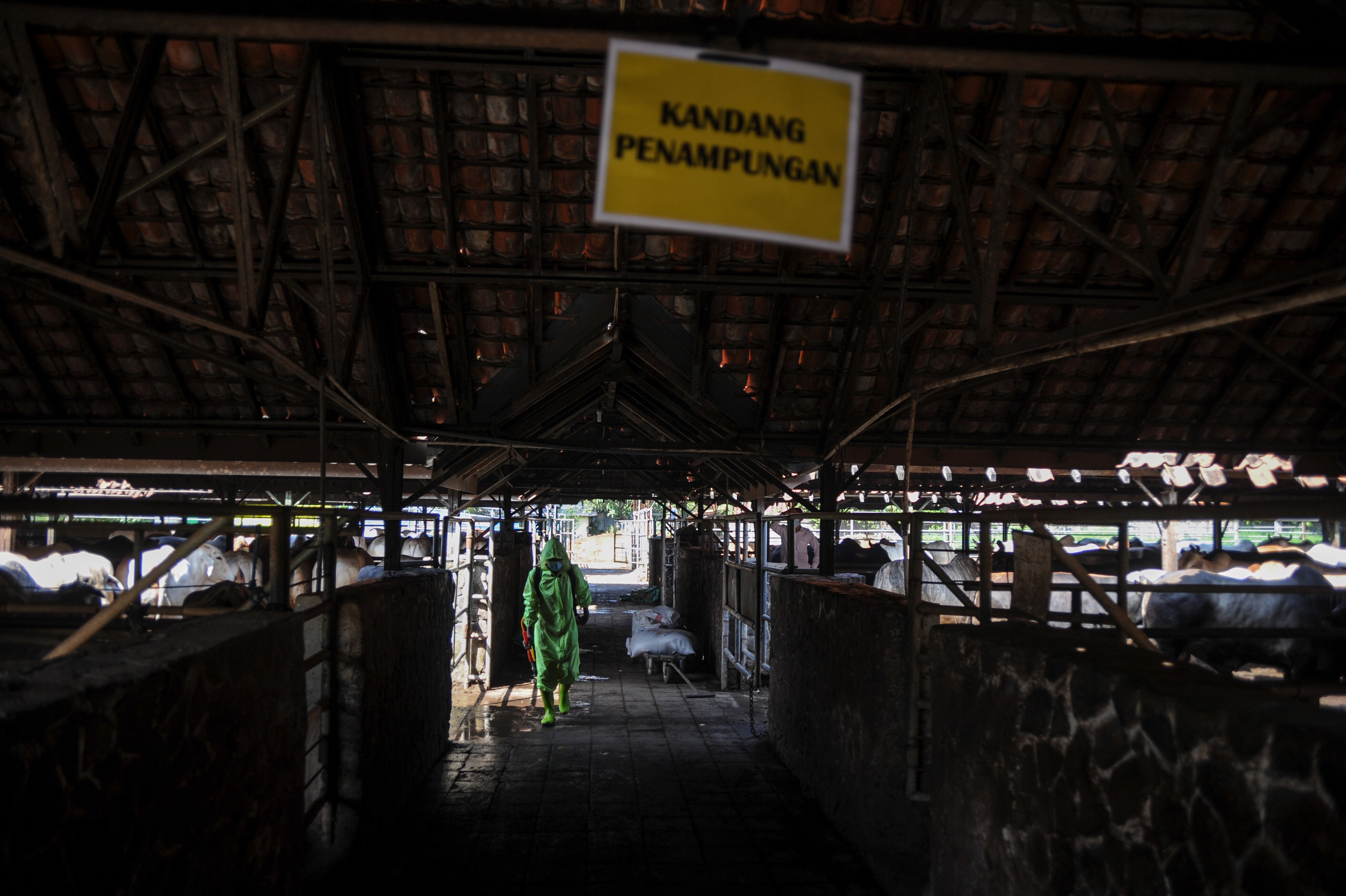 Rumah potong hewan di Kabupaten Pamekasan dilarang menyembelih sapi terpapar PMK.