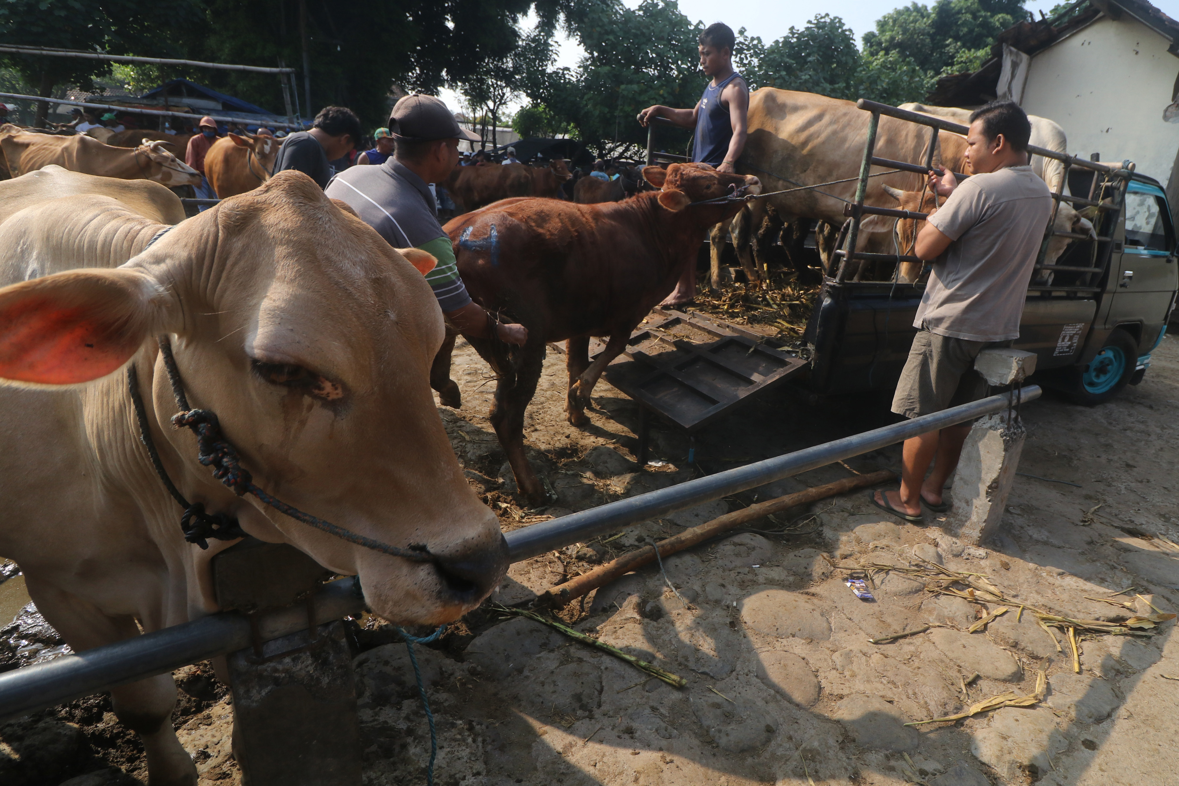 Pedagang menggiring sapi di pasar hewan ternak, Kediri, Jawa Timur