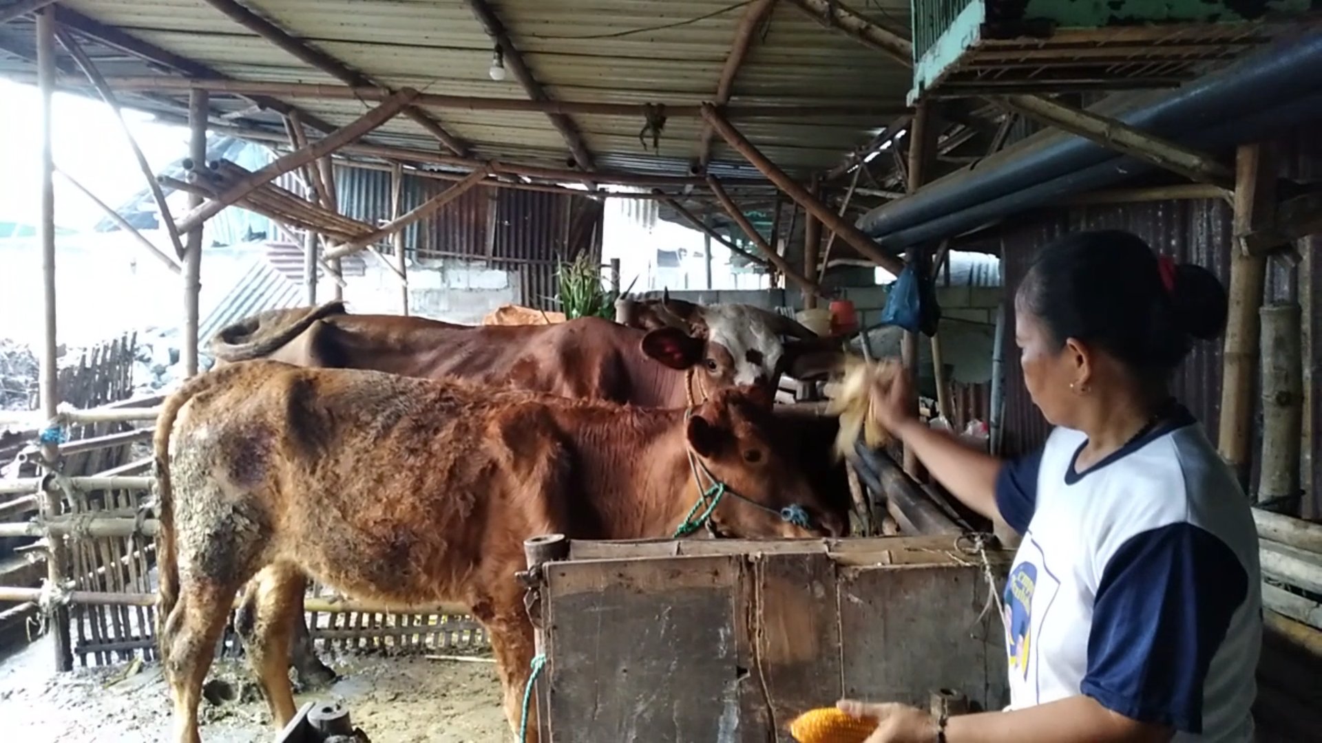 Ilustrasi Ternak Sapi