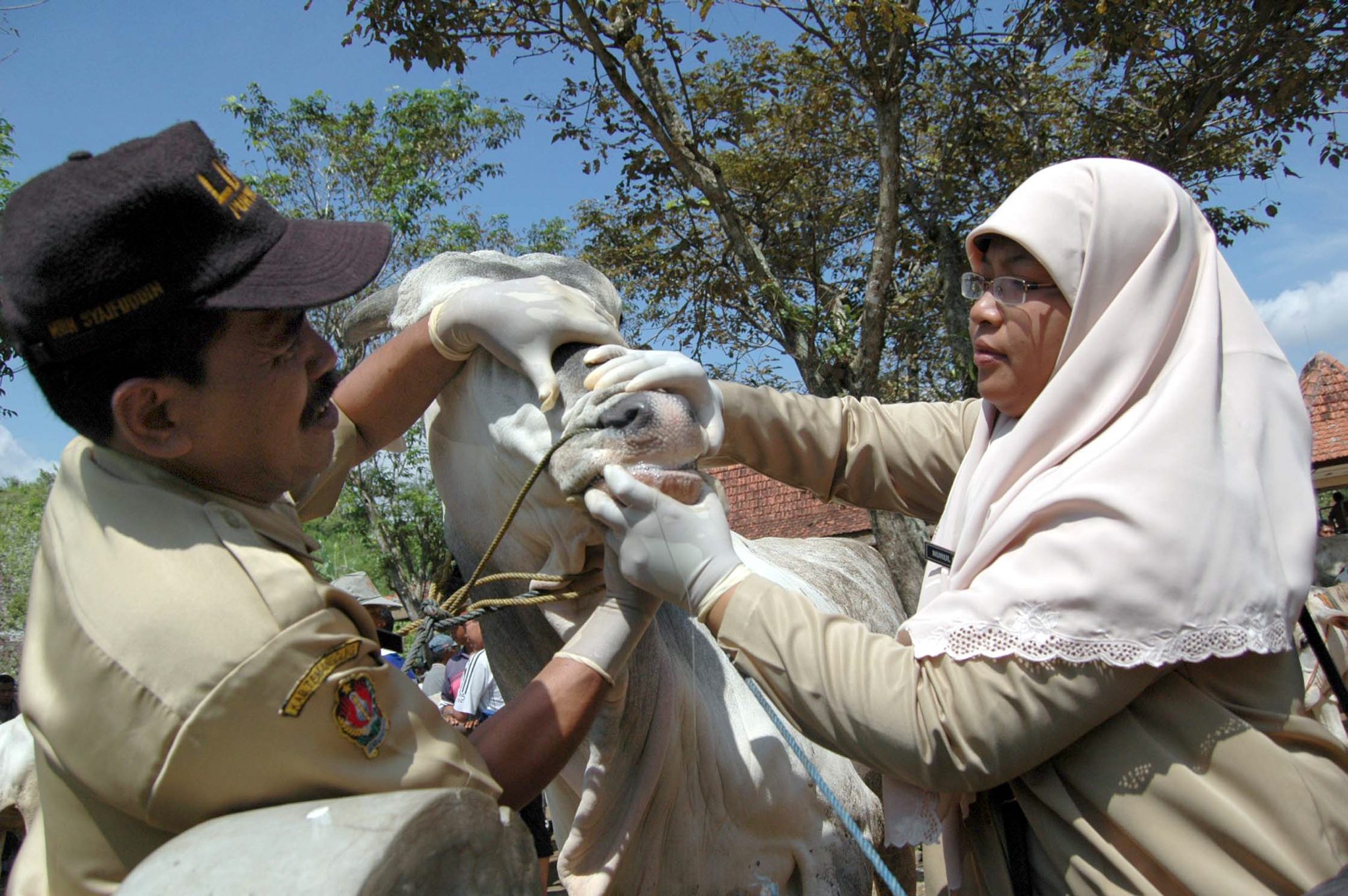 Petugas Dinas Kesehatan memeriksa mulut dan kuku hewan ternak