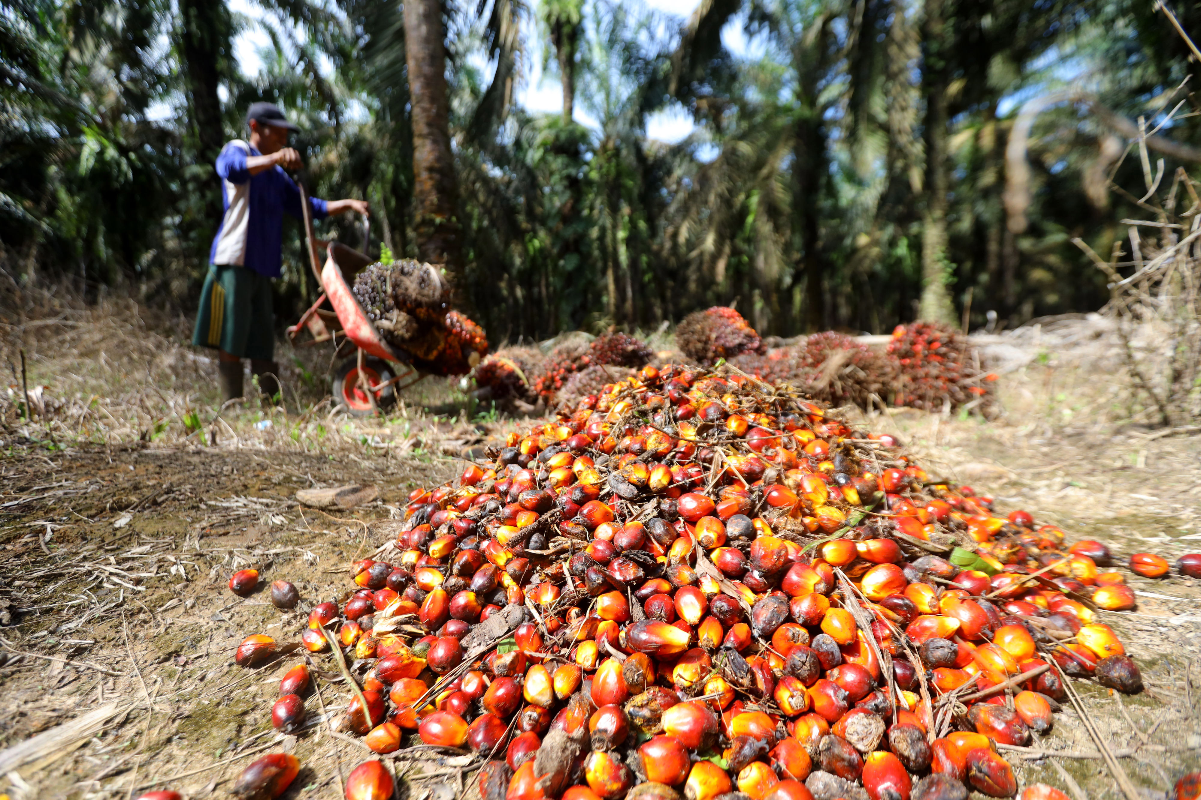 Petani mengumpulkan buah sawit hasil panen di perkebunan Mesuji Raya, Ogan Komering Ilir, Sumatera Selatan, Senin (9/5/2022)