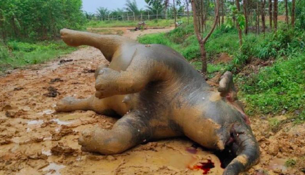 Bangkai gajah betina ditemukan mati di lahan konsesi PT Riau Abadi Lestari di Kabupaten Bengkalis, Provinsi Riau.