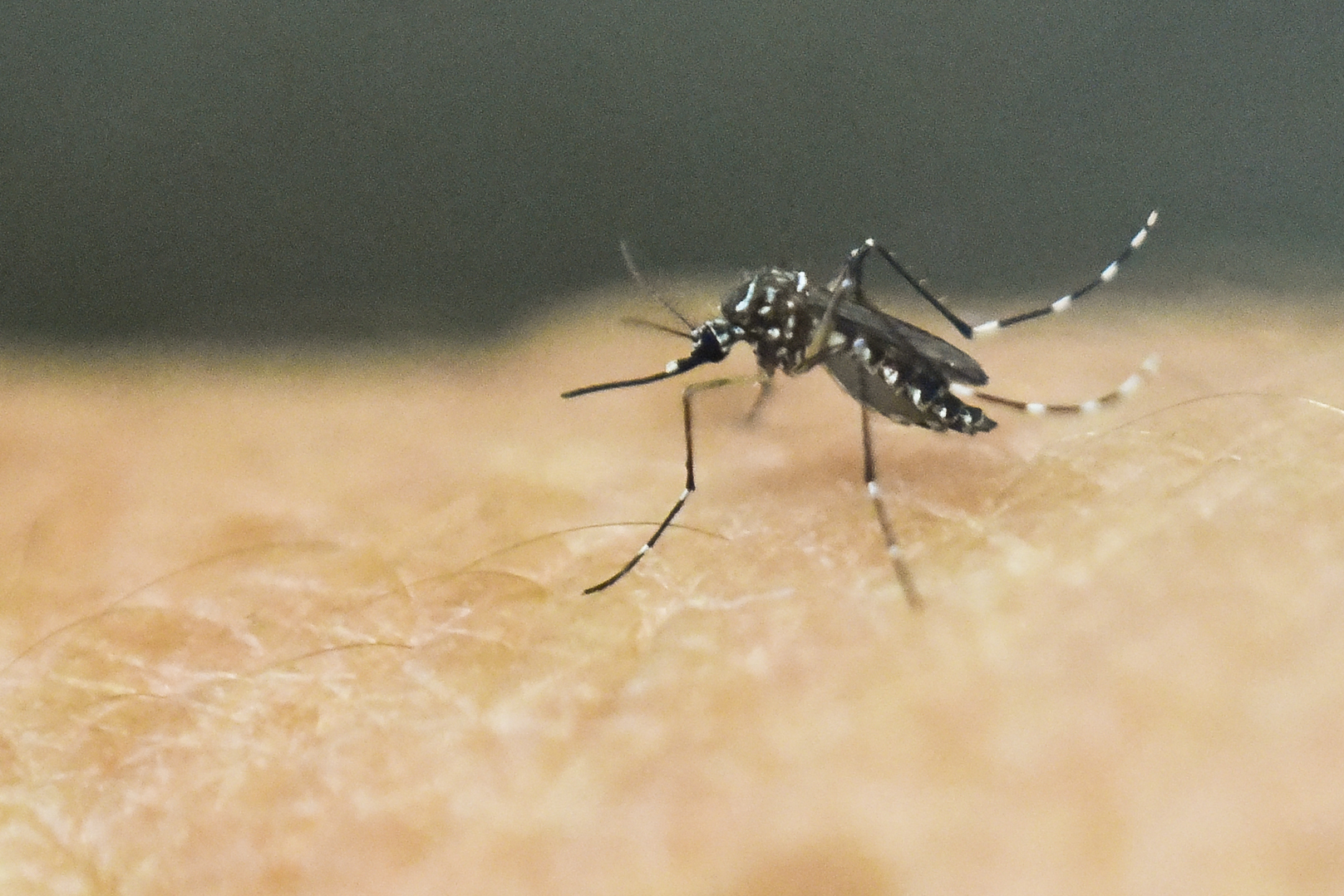 Nyamuk aedes aegypti