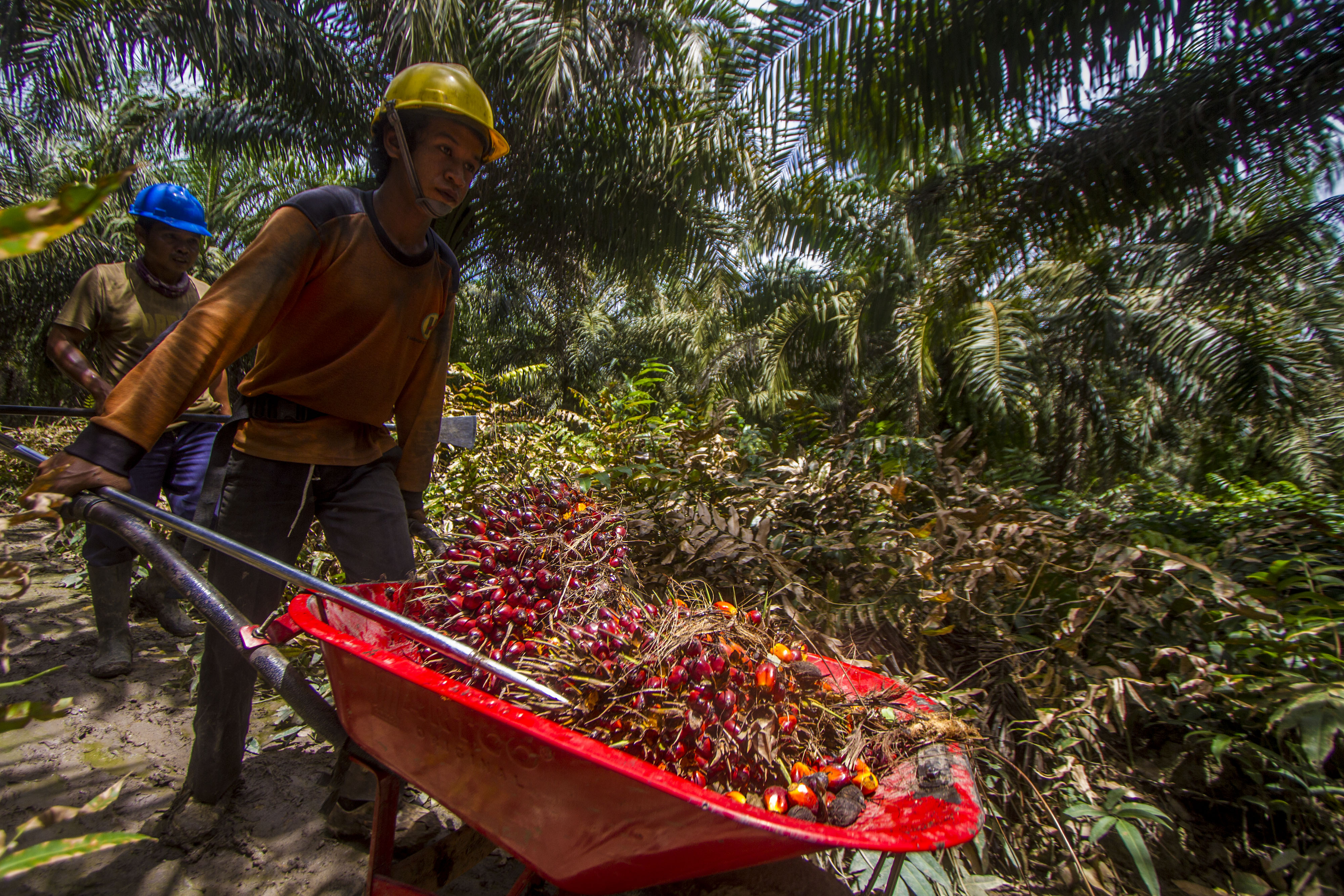 Pekerja memanen tandan buah segar kelapa sawit