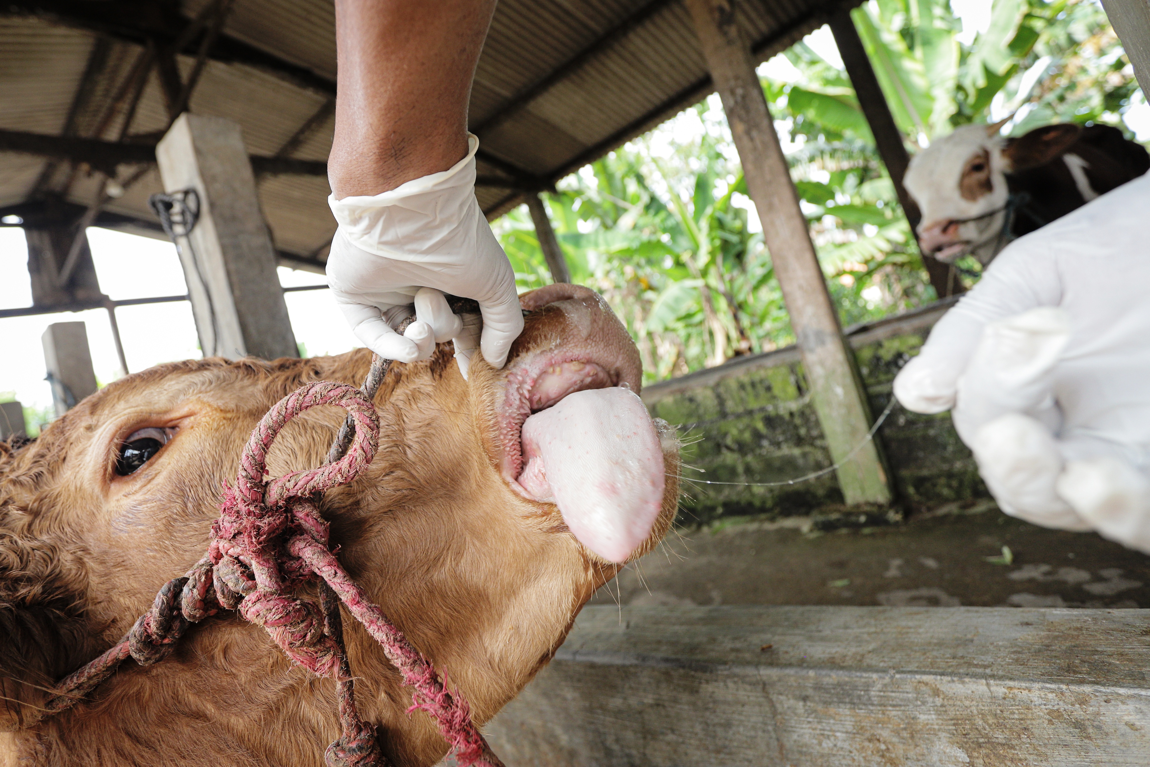  Seekor sapi sedang diperiksa di puskeswan.