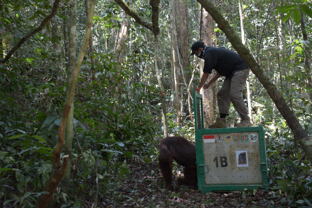 Pelepasliaran empat Orangutan di Taman Nasional Bukit Baka Bukit Raya, Kabupaten Katingan, Kalimantan Tengah oleh Yayasan BOS