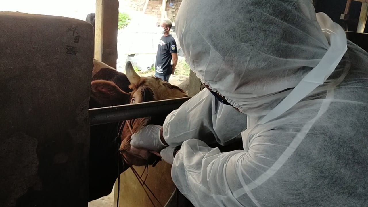 Petugas Dinas Perikanan dan Peternakan Kabupaten Garut sedang memeriksa sapi untuk mengetahui penyebaran penyakit mulut dan kuku (PMK), Rabu