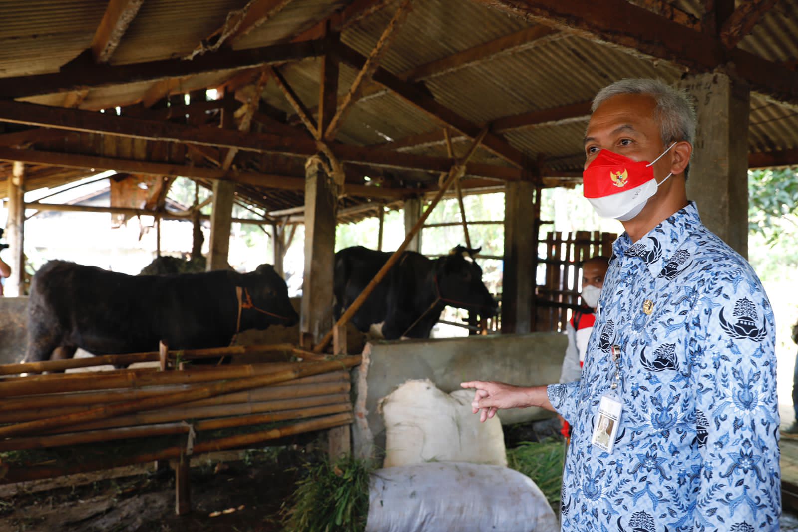 Ganjar saat memberikan bantuan terkait pencegahan PMK, kepada kelompok ternak Muda Mandiri di Kelurahan Kandri, Kecamatan Gunungpati, Kota S
