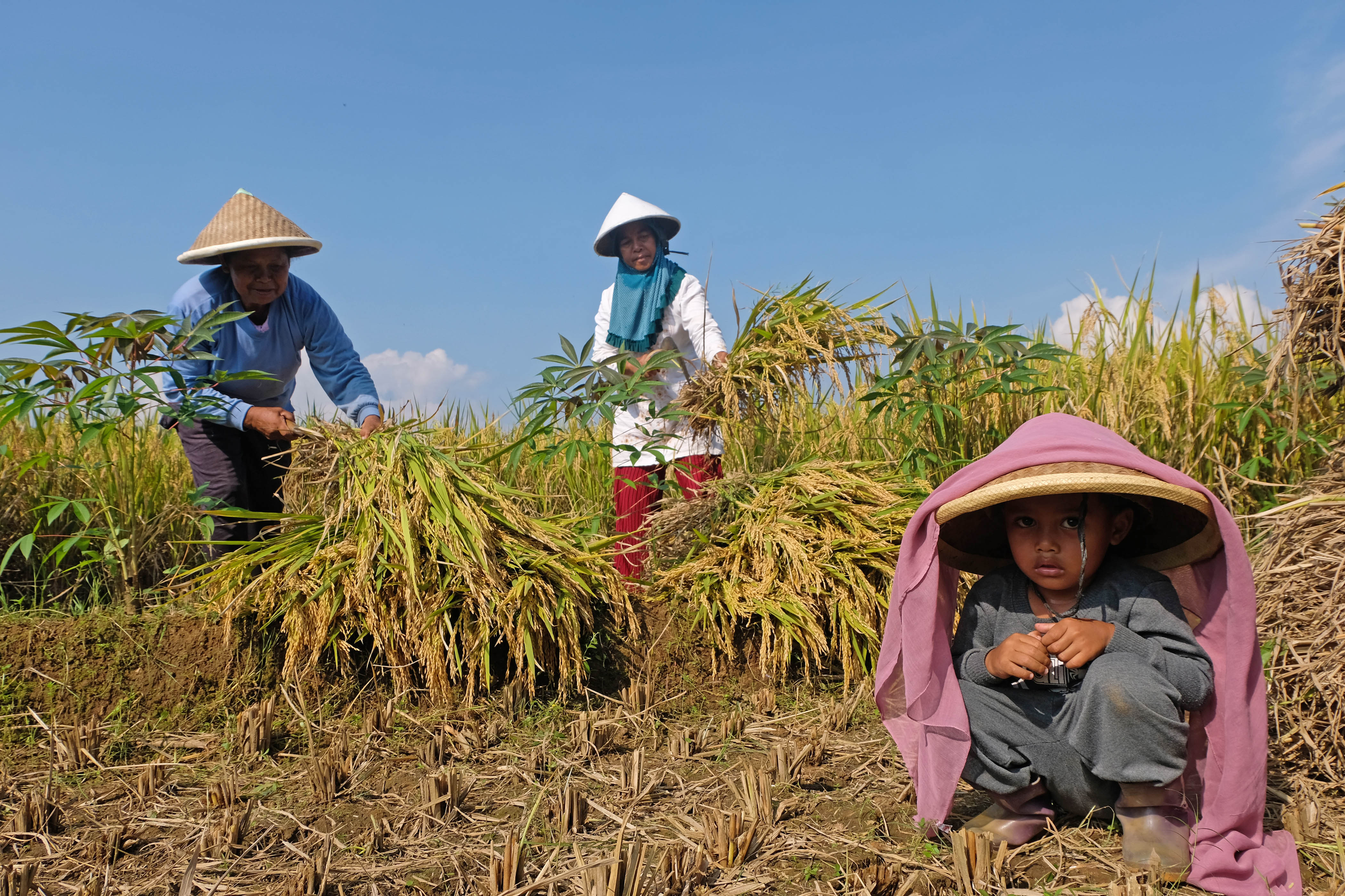 Petani merontokan padi varietas Kopyor saat panen raya di Desa Gedongsari, Temanggung.