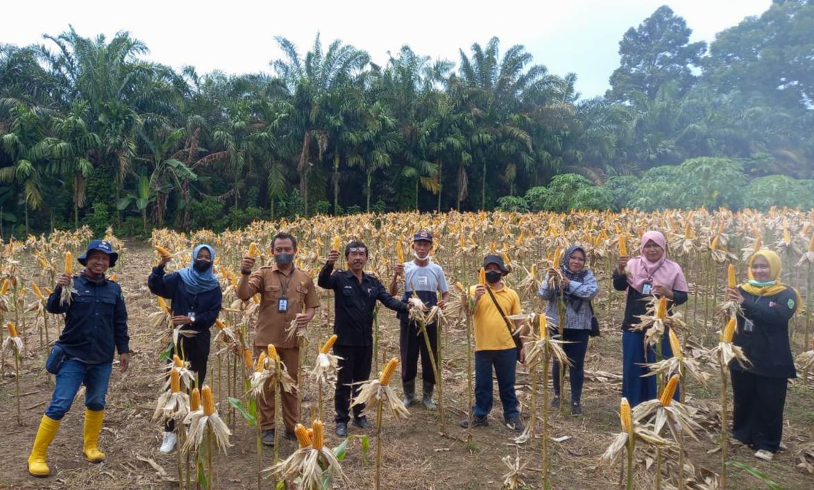 Suasana panen jagung hibrida.