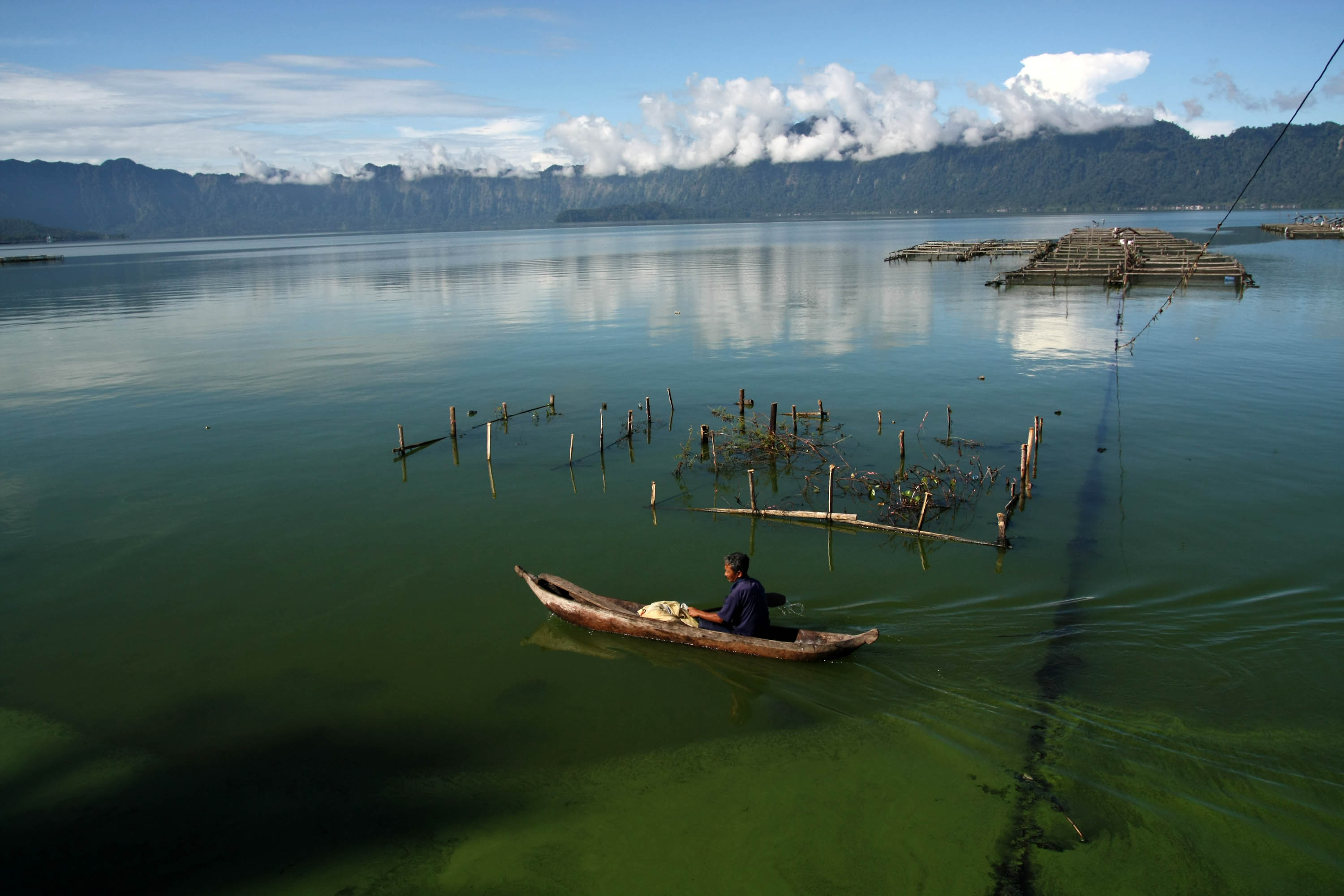 Ilustrasi booming fitoplankton.