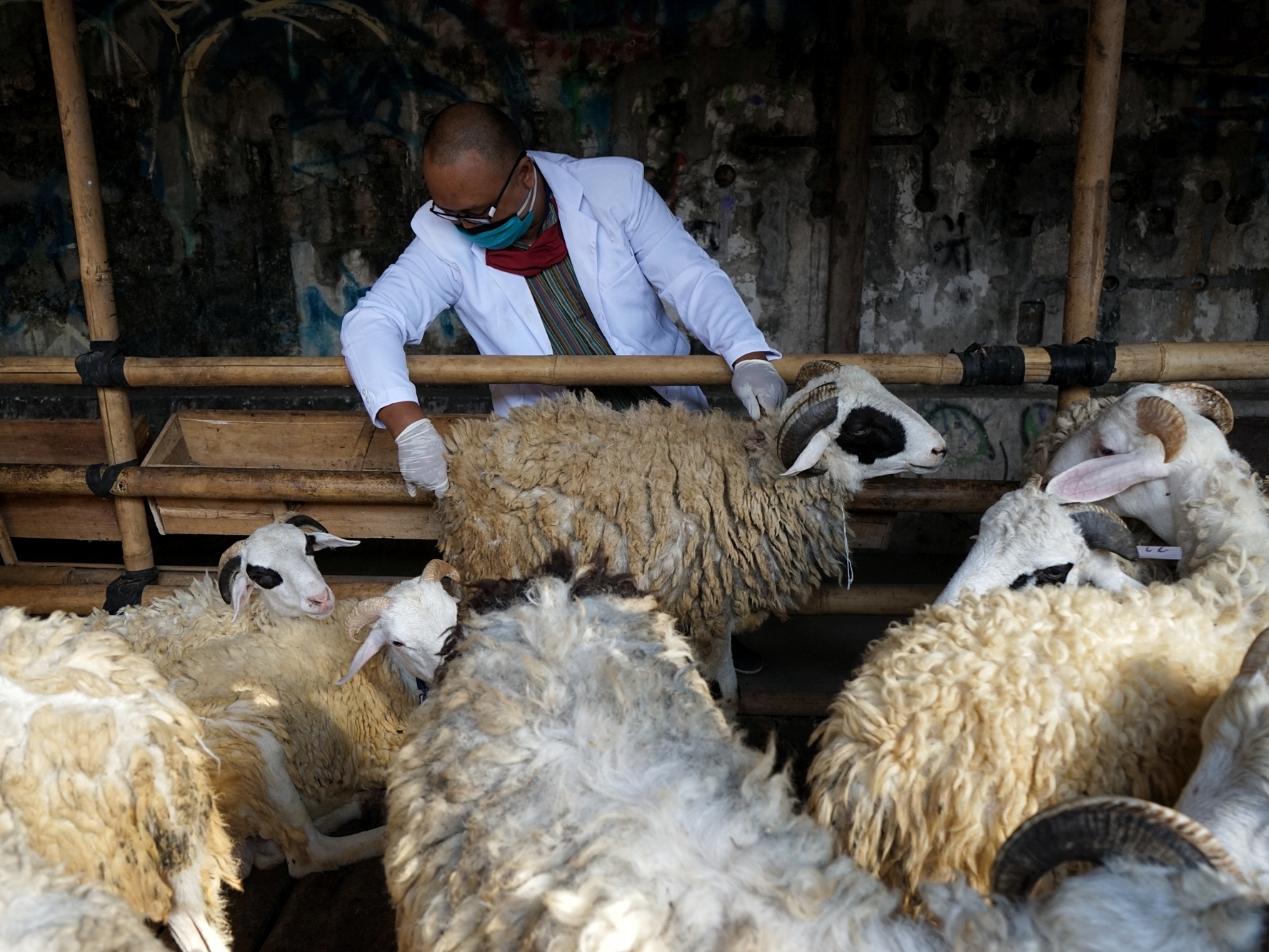 Domba Terkena PMK Ditemukan di Bantul