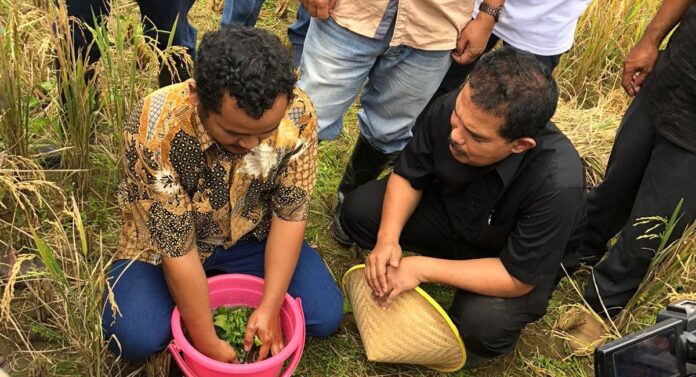 Petani Blitar menggunakan pupuk non-kimri dengan menyemprot ramuan Biosaka yang berasal dari bahan rerumputan. 