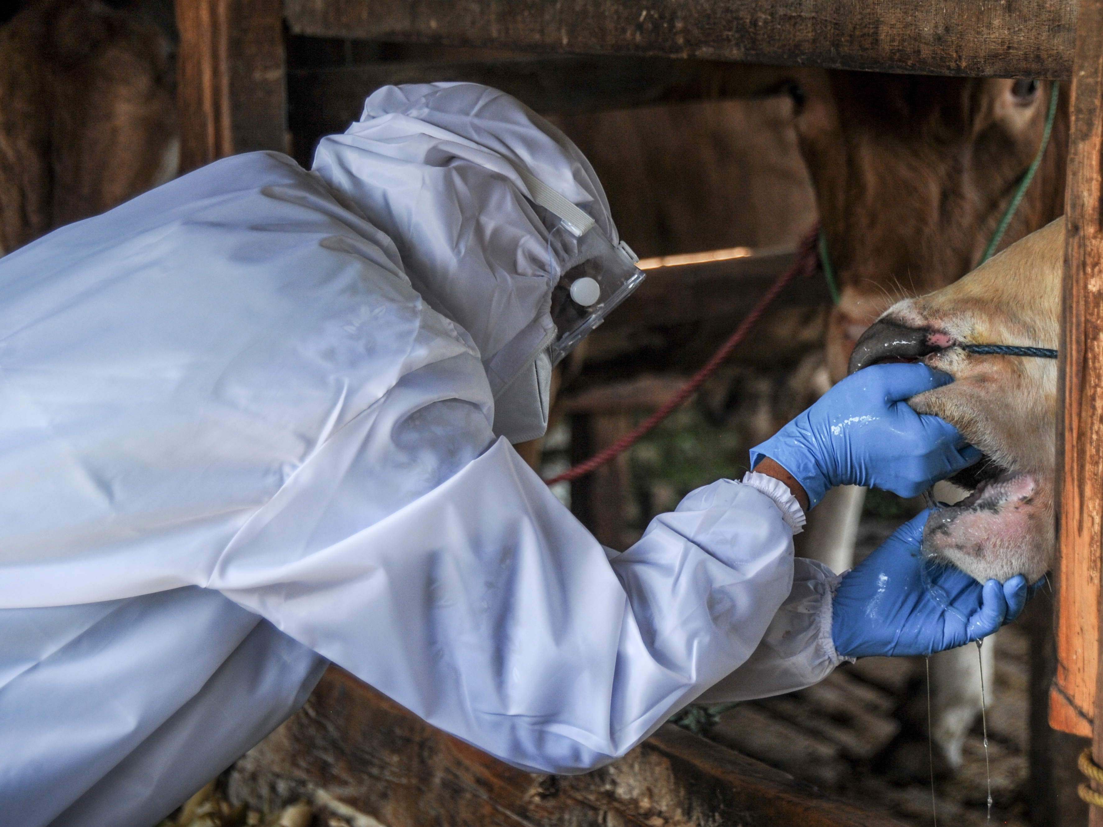 Dokter Hewan dari Dinas Ketahanan Pangan dan Pertanian Kota Bandung memeriksa sapi di tempat penjualan hewan kurban, Babakan Ciparay.