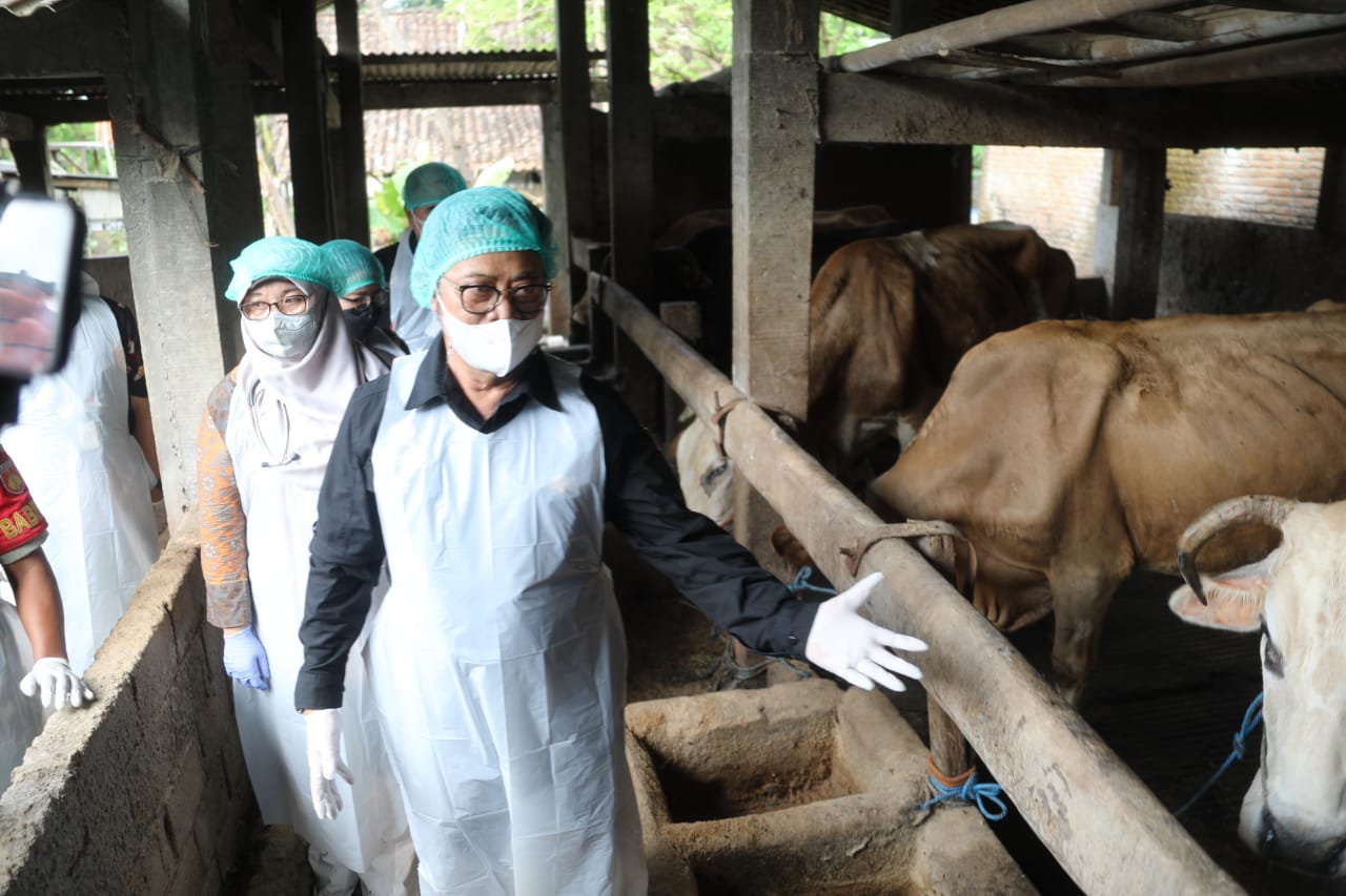 Mentan SYL Optimistis PMK Dapat Diatasi Segera