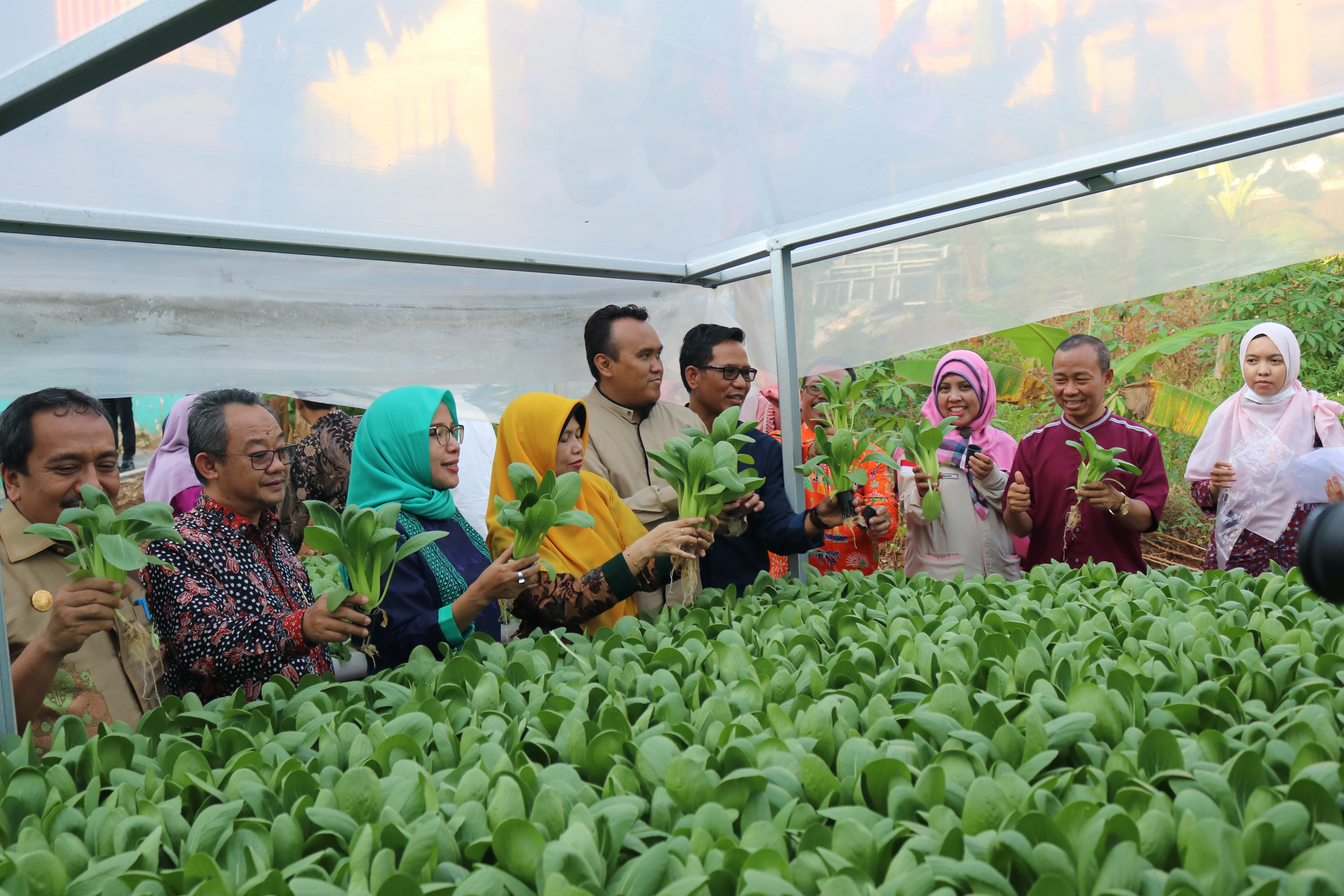 Panen raya kebun hidroponik Fakultas Pertanian UMJ