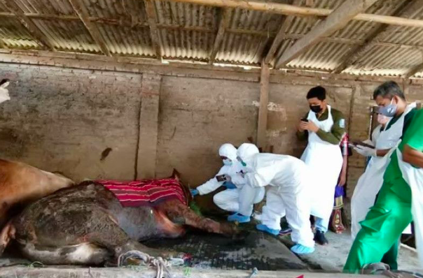 Ilustrasi - Petugas memeriksa hewan ternak sapi di Lumajang yang diduga terpapar penyakit mulut dan kuku (PMK), Senin (9/5/2022).