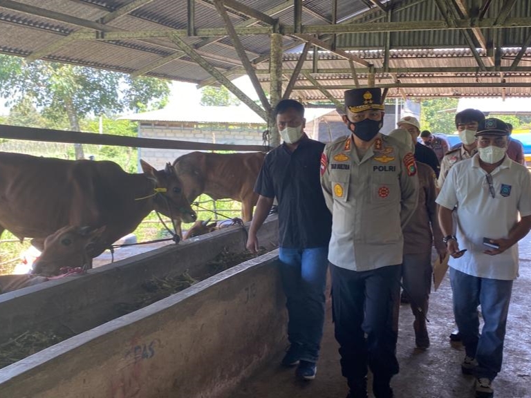 Kapolda meninjau karantina sapi di Desa Air Anyor Bangka.