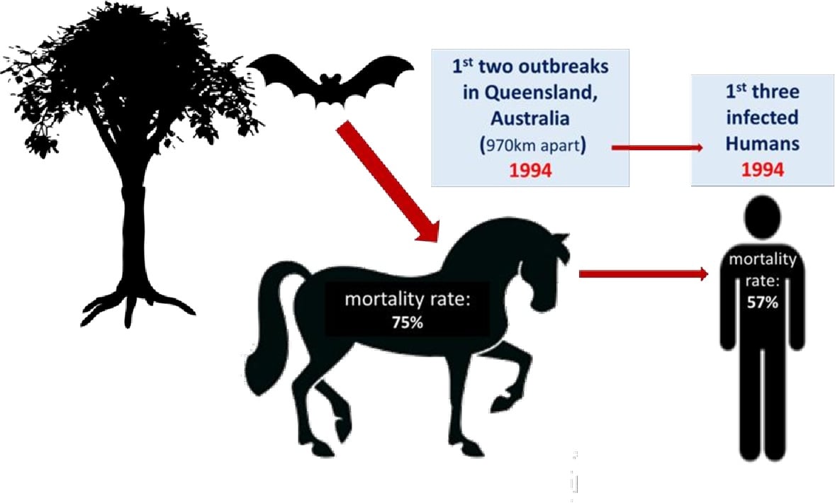 Proses penularan virus Hendra dari kelelawar ke kuda dan berlanjut ke manusia.