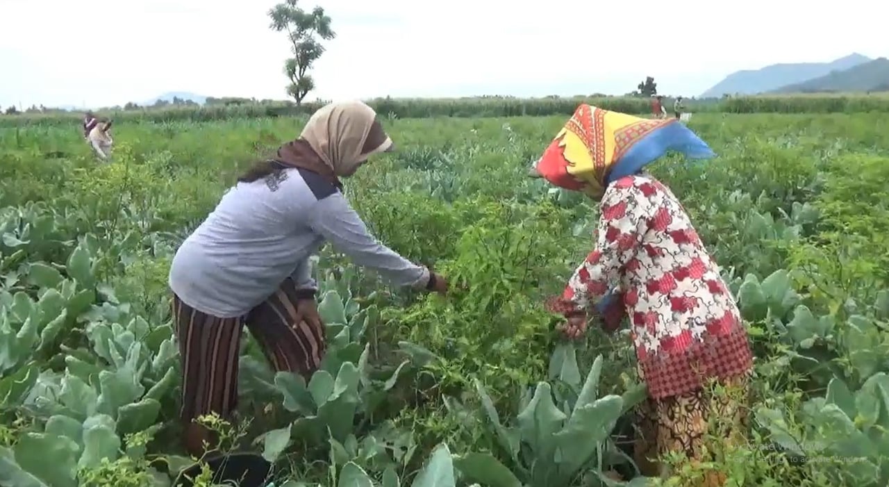 Harga Melonjak Petani Cabai Panen Lebih Awal