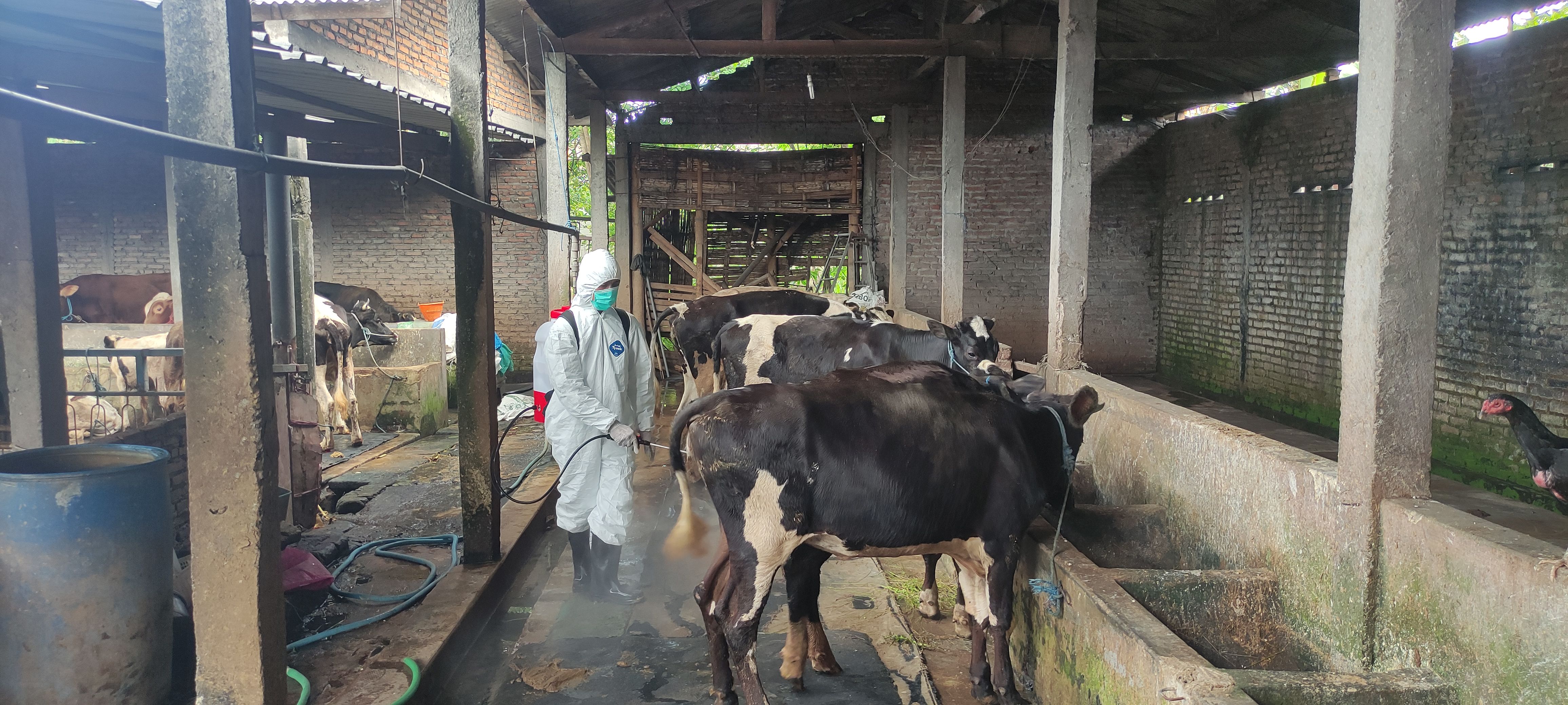 Ilustrasi: Penyemprotan disinfektan di kandang ternak sapi perah