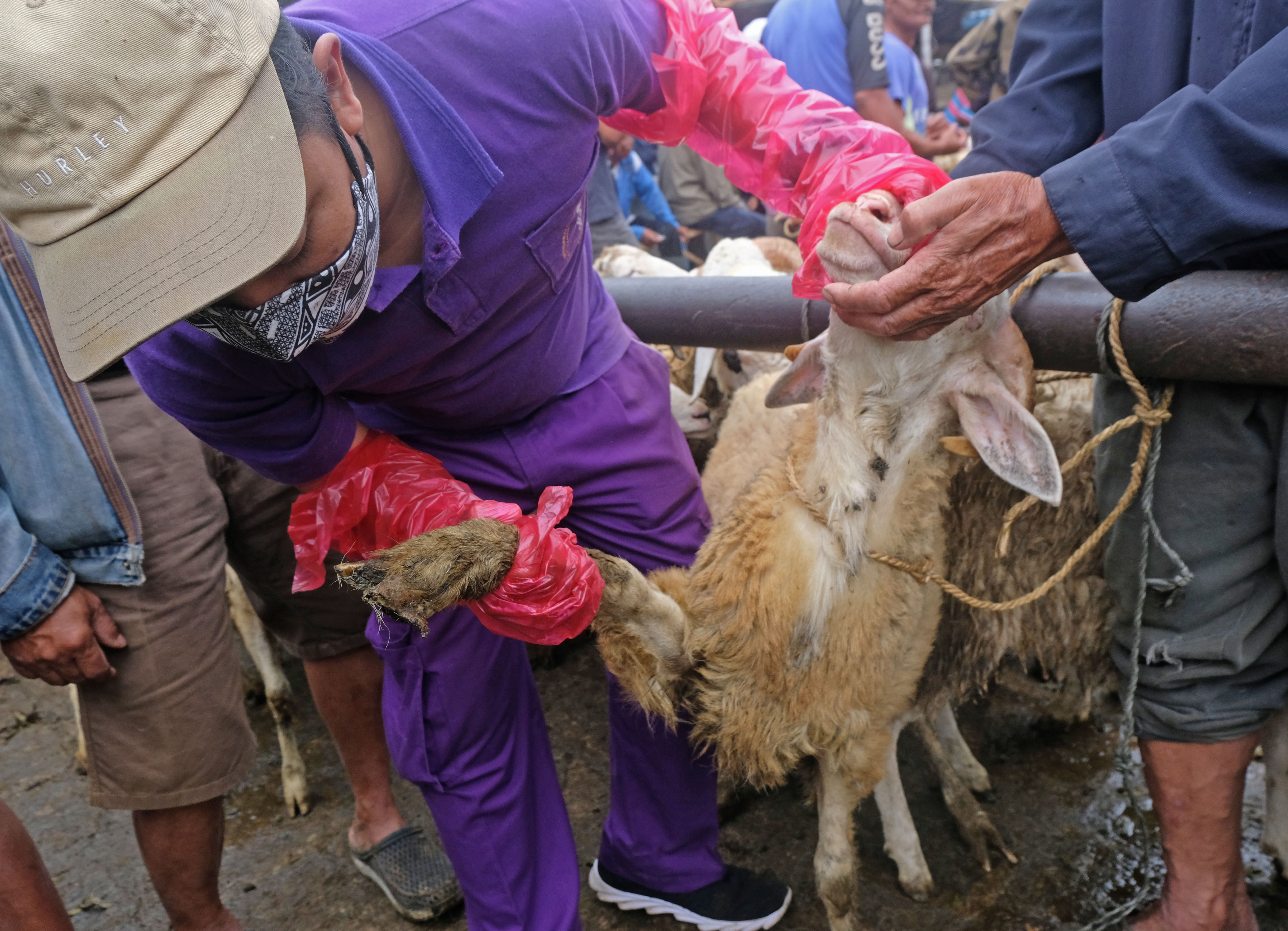 Wabah Penyakit Mulut dan Kuku pada Ternak Ditemukan di Kota Bekasi