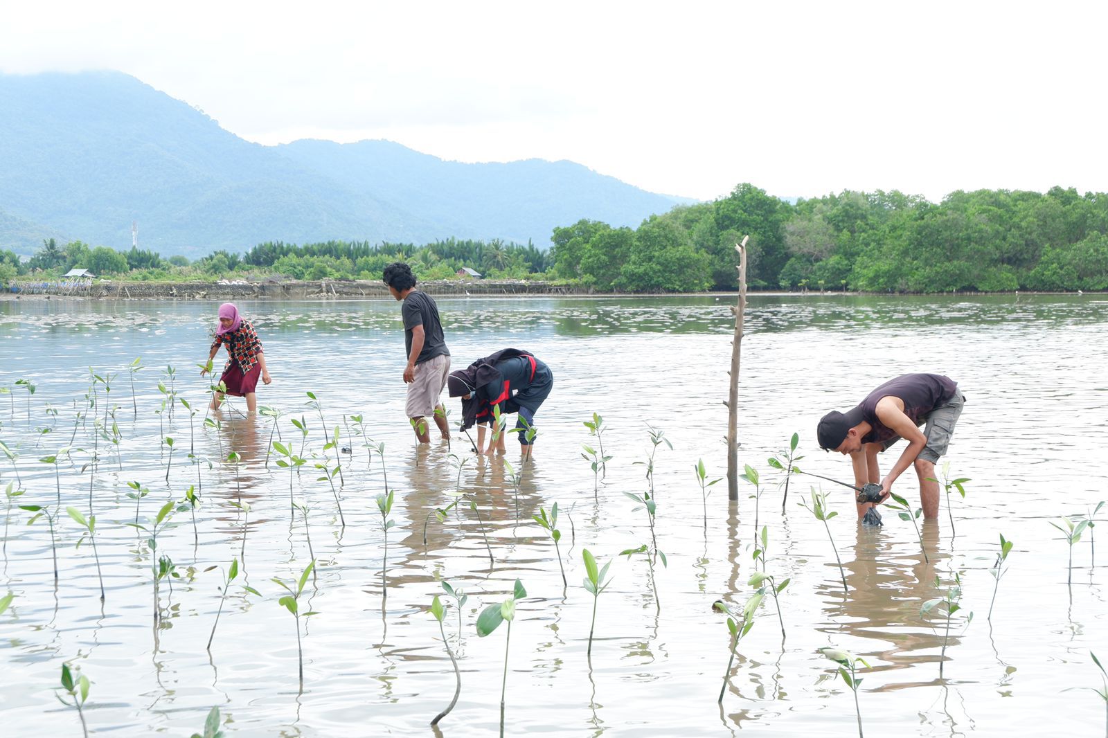 Program pendidkan lingkungan berkelanjutan ini telah diuji coba di 30 sekolah nasional di area Jakarta. Para siswa menanam mangrove.