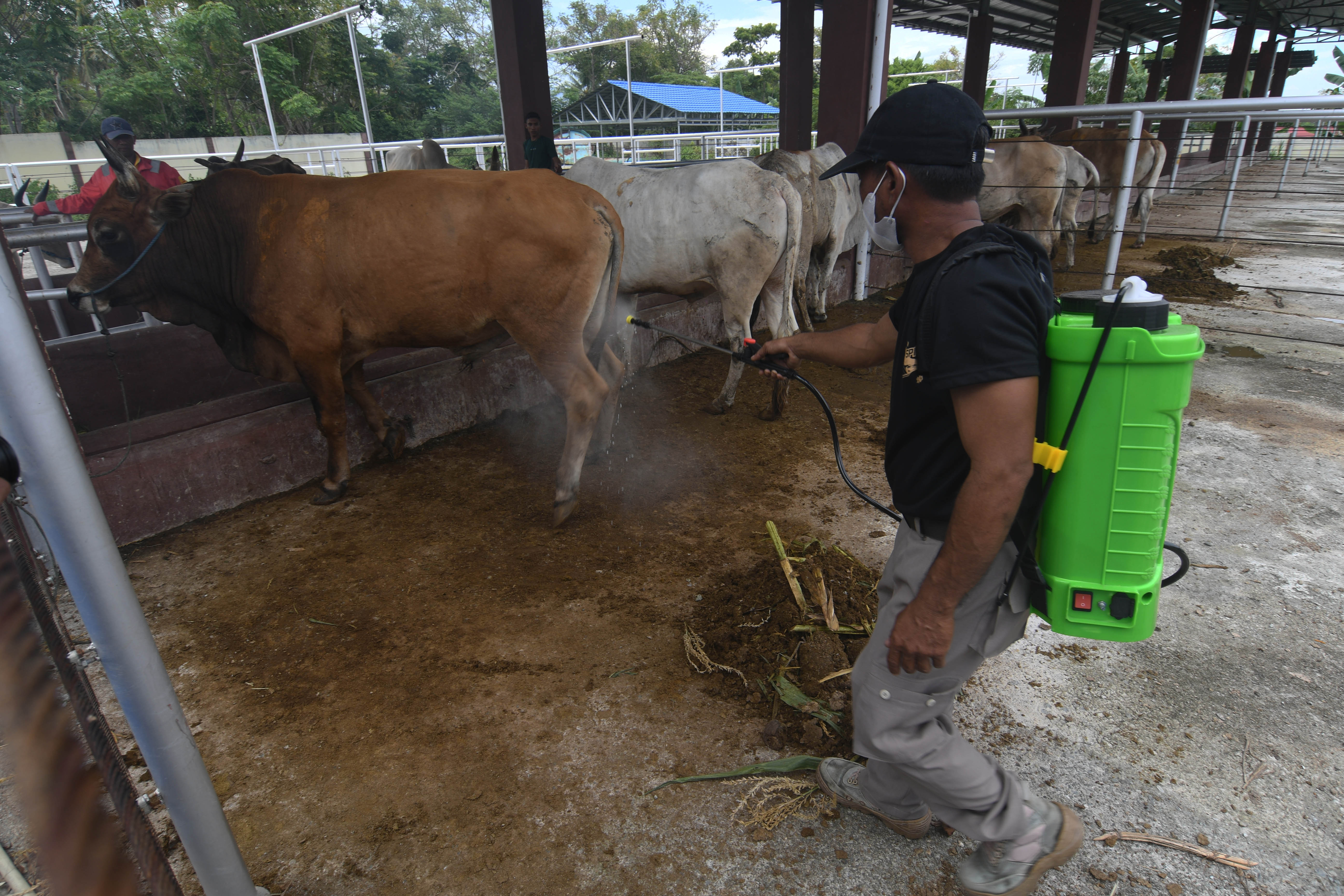 Petugas kesehatan hewan menyemprotkan disinfektan ke sapi di Pusat Karantina Hewan Palu, Sulteng