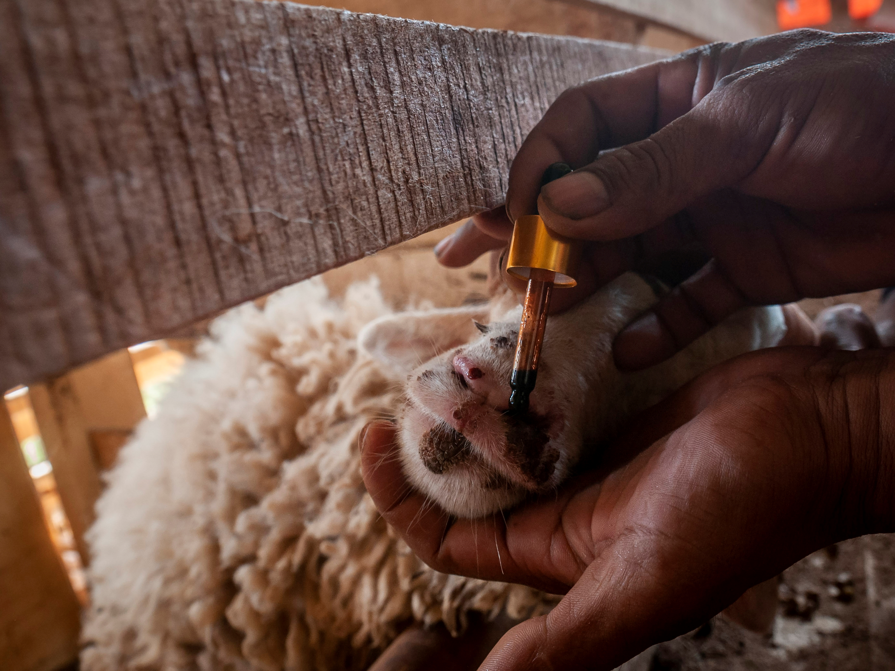 Peternak memberikan madu propolis pada hewan ternaknya di Rangkasbitung, Lebak, Banten, Senin (16/5/2022). 