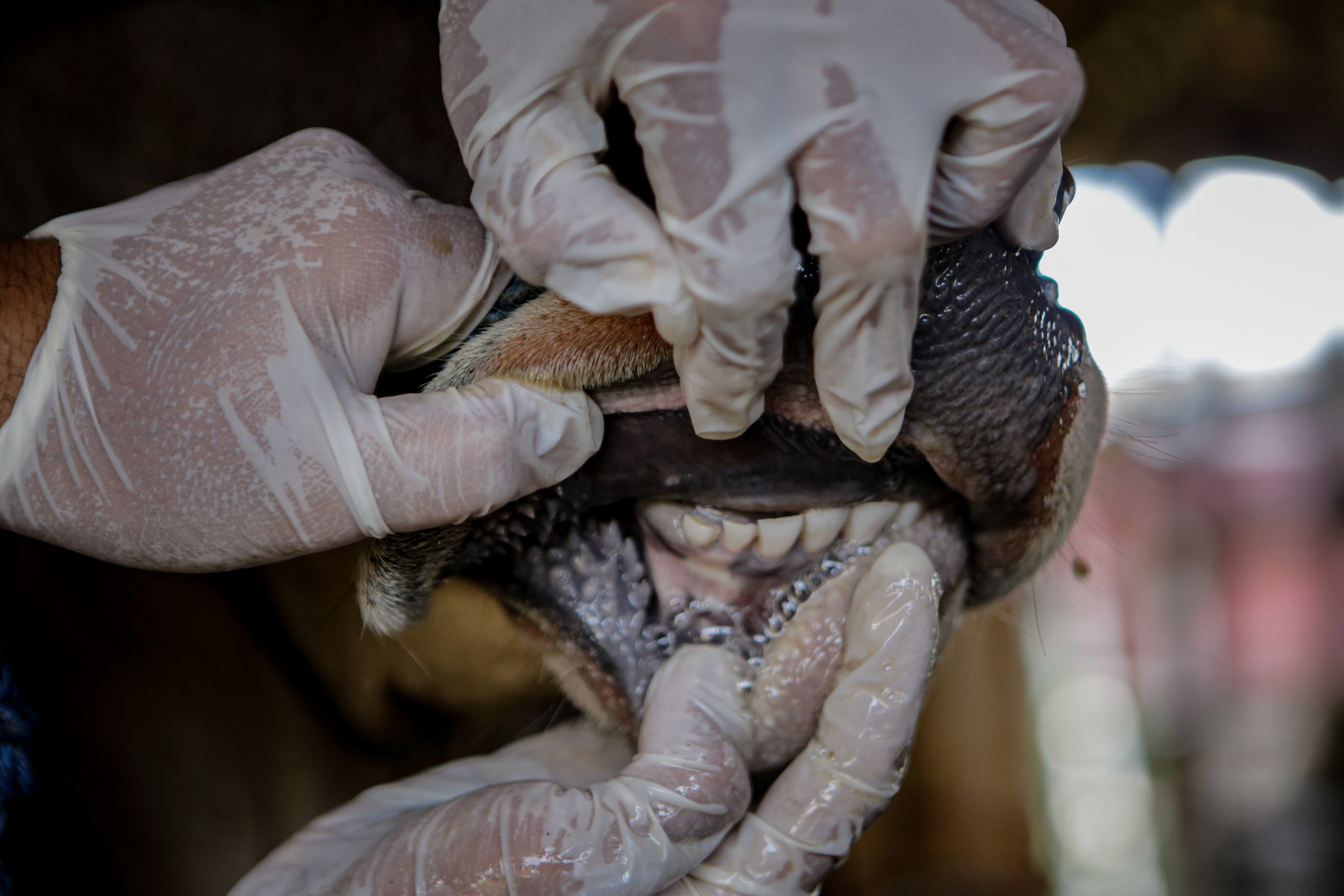 Petugas Dinas Ketahanan Pangan Kota Tangerang memeriksa kesehatan hewan sapi di salah satu lokasi peternakan di Periuk, Kota Tangerang