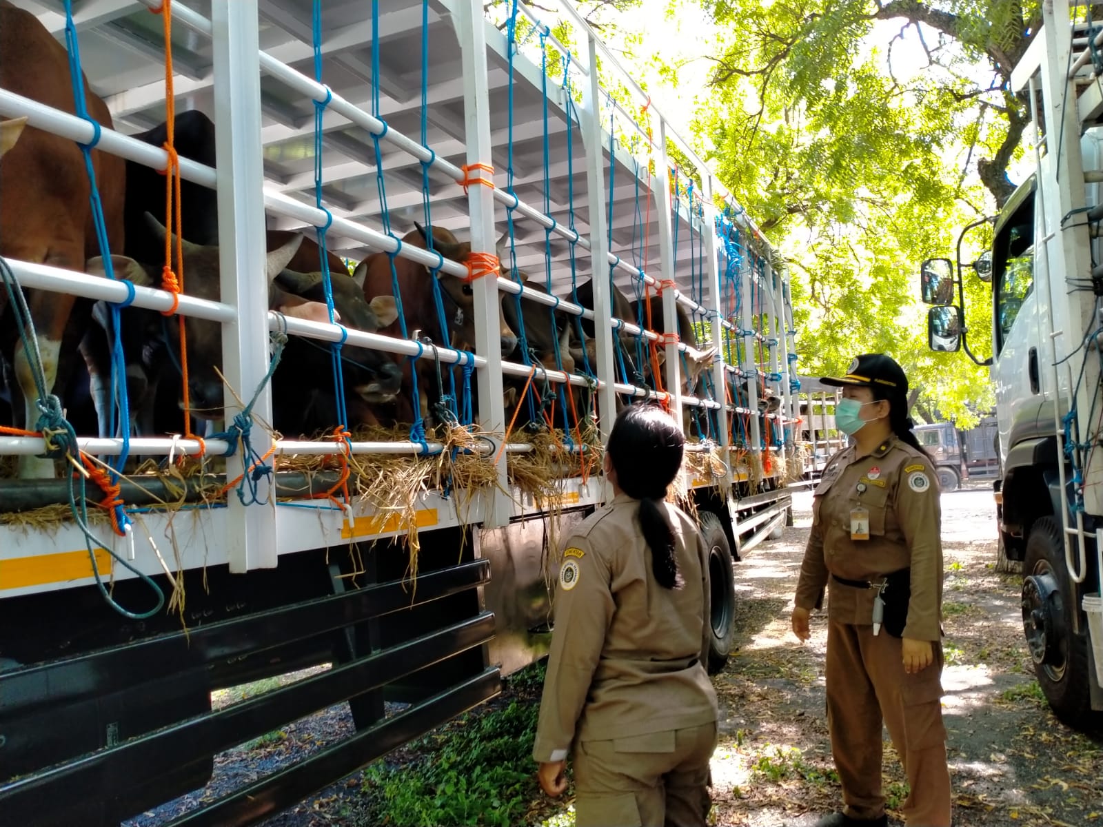 Balai Karantina Kesehatan Hewan Denpasar mengawal pengiriman ratusan sapi Bali ke Jakarta, Rabu (25/5/2022)