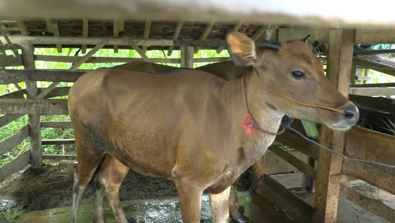 Penyakit Mulut dan Kuku Serang Sapi di Tulang Bawang