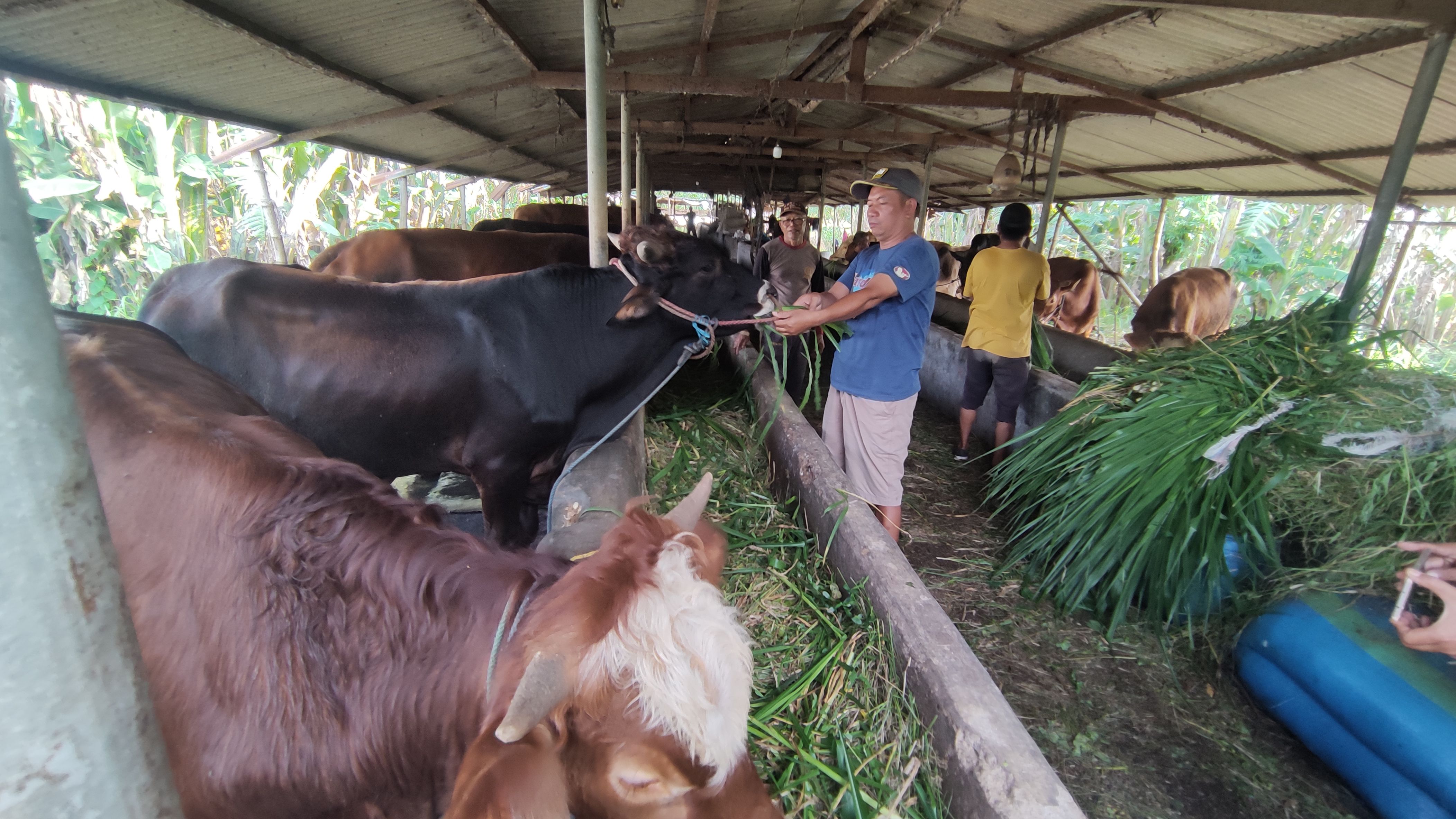 Ilustrasi: peternak sapi