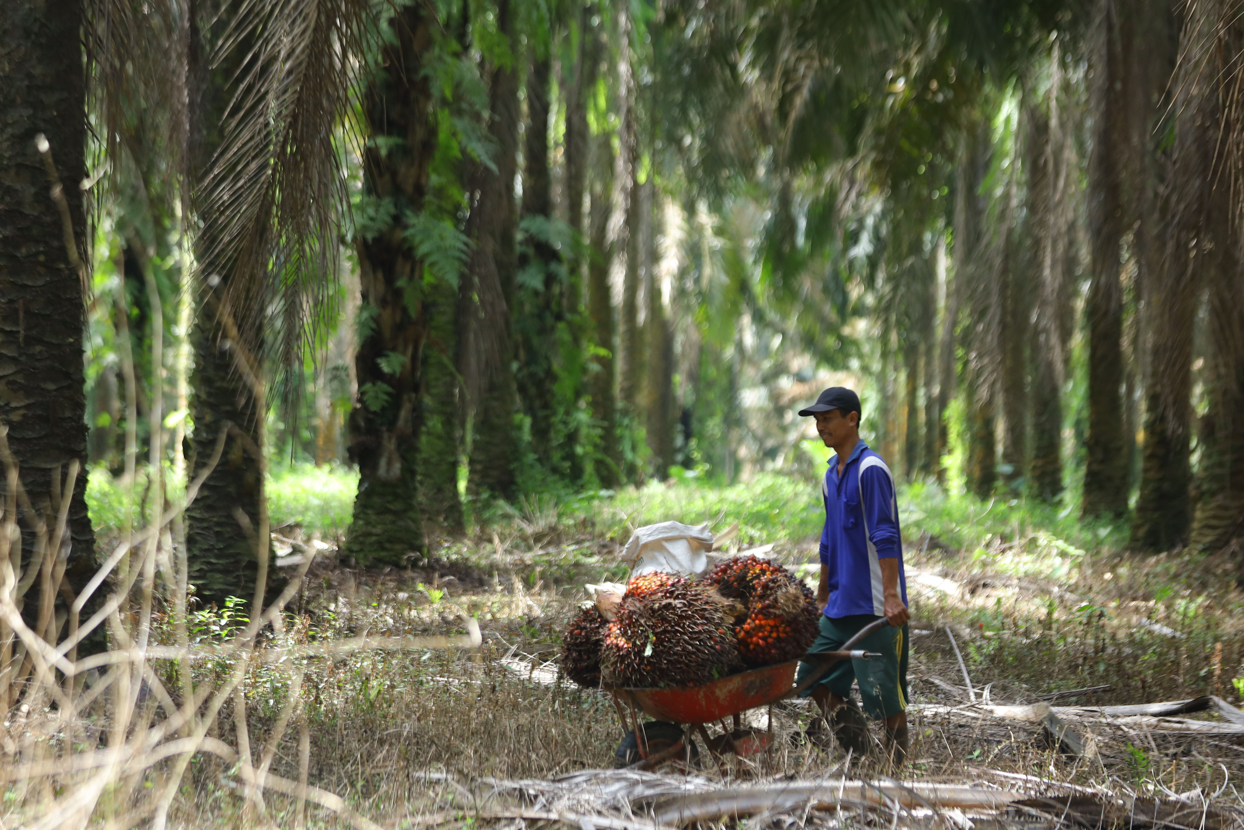 Petani mengumpulkan buah sawit hasil panen di perkebunan.