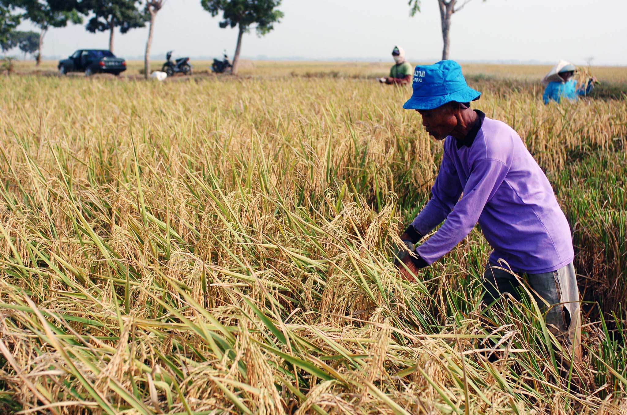 Pekerja memotong padi saat panen raya di perwawahan Desa Jatiroke, Subang, Jawa Barat,