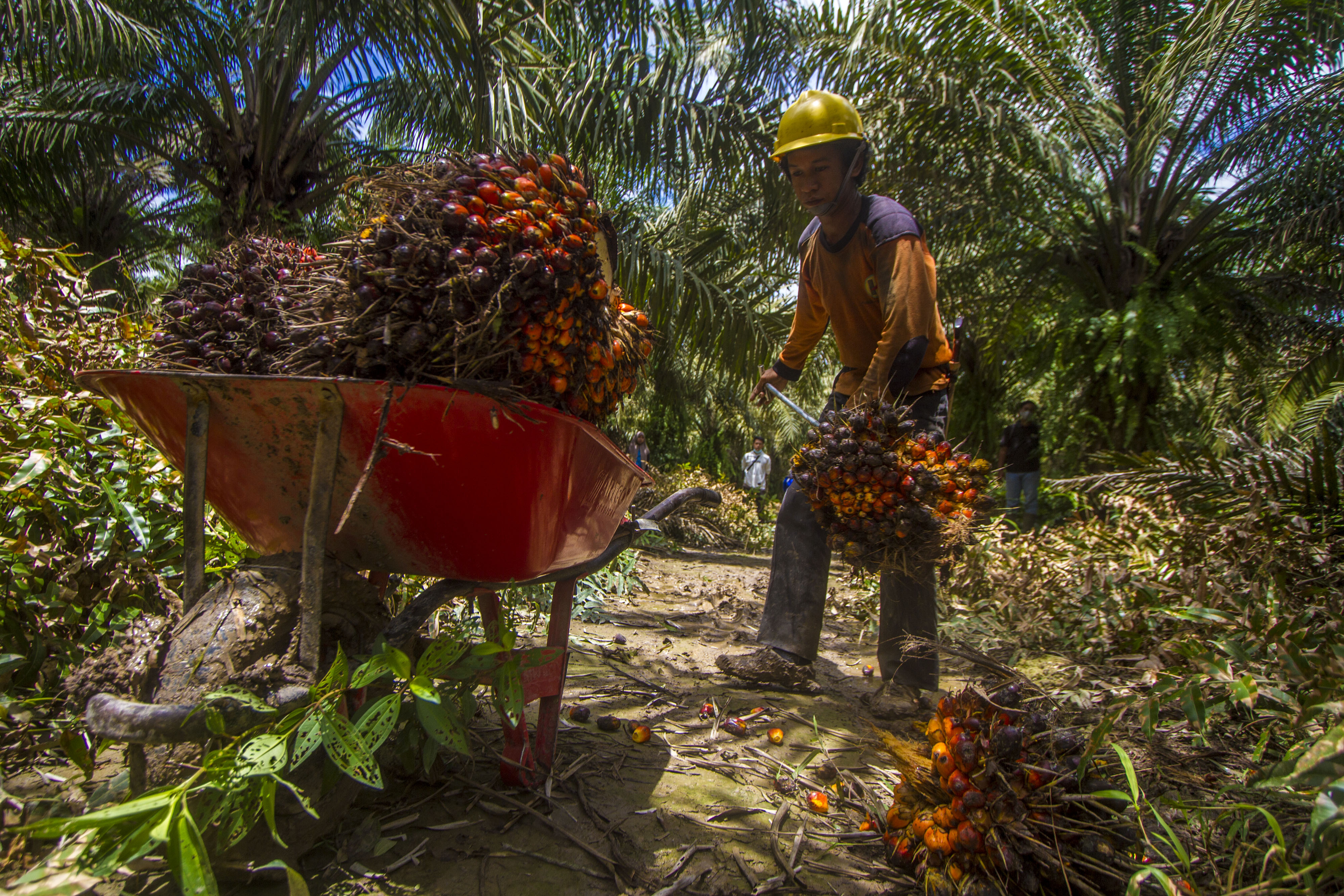 Pekerja memanen tandan buah segar Kelapa Sawit