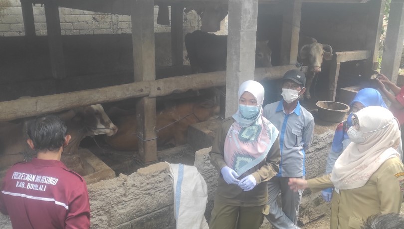 Tim Kesehatan Hewan Dinsnakkan Boyolali untuk ketiga kalinya datang merawat 15 ekor sapi milik Haryono yang terjangkiti.