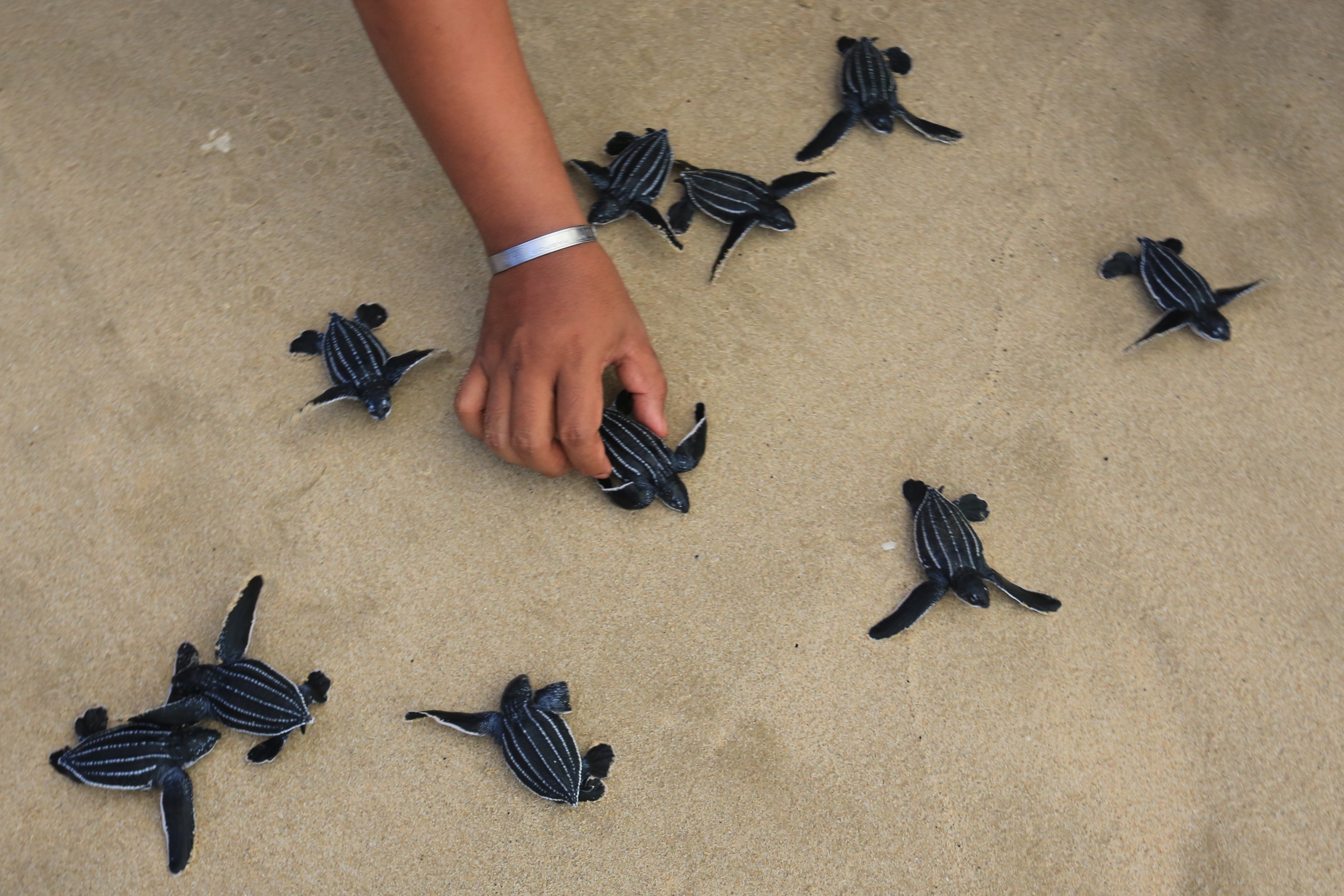 Pelepasaan tukik atau anak penyu