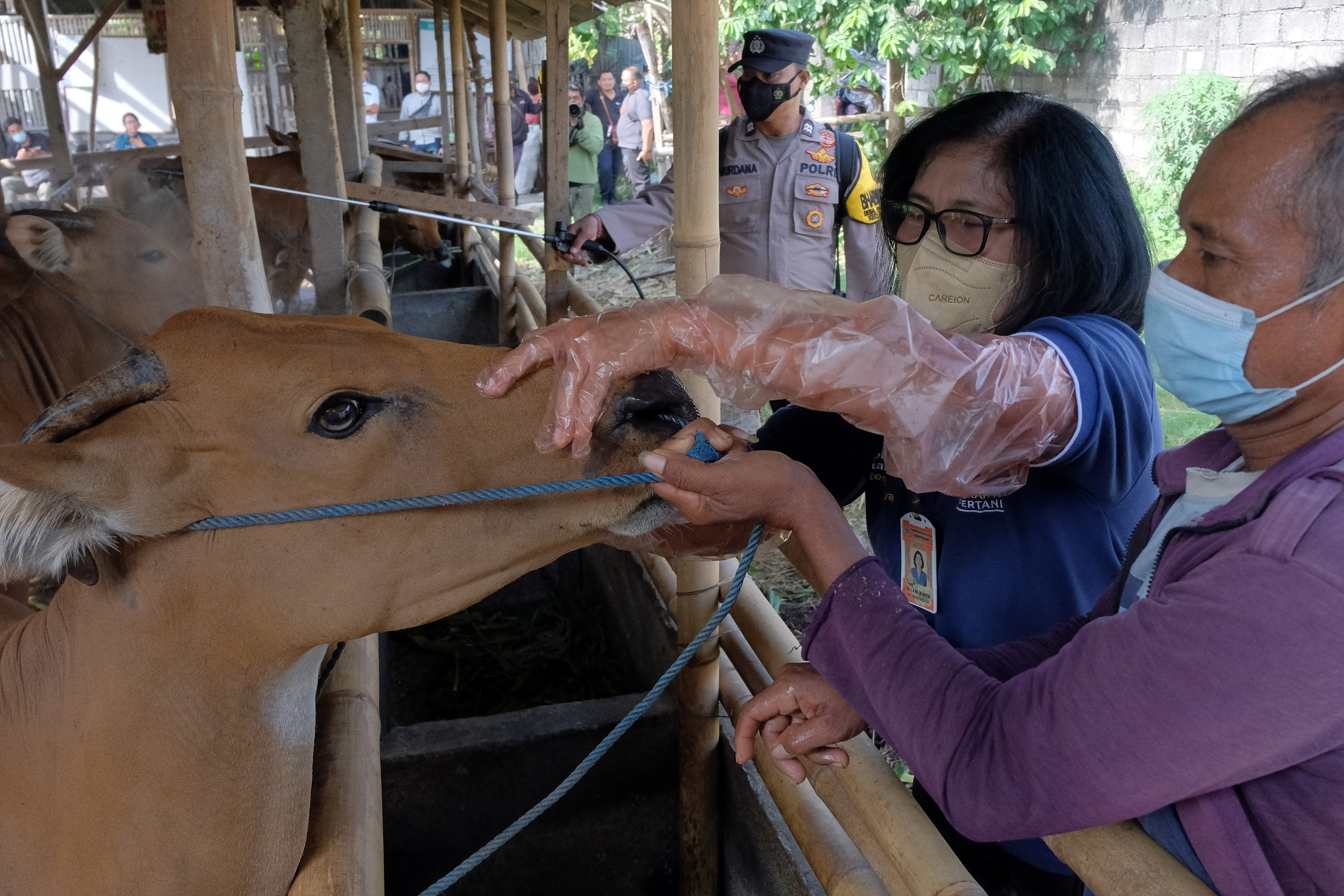 Ini Ciri Hewan yang Terjangkit Penyakit Mulut dan Kuku